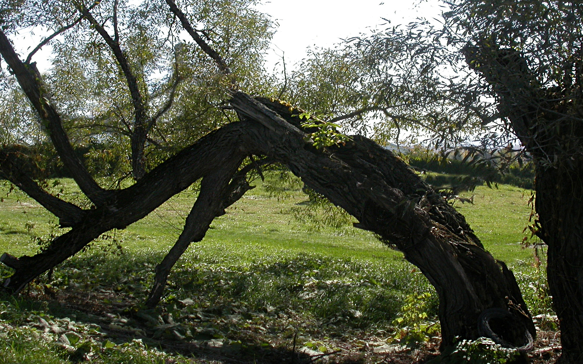 Handy-Wallpaper Bäume, Baum, Erde/natur kostenlos herunterladen.