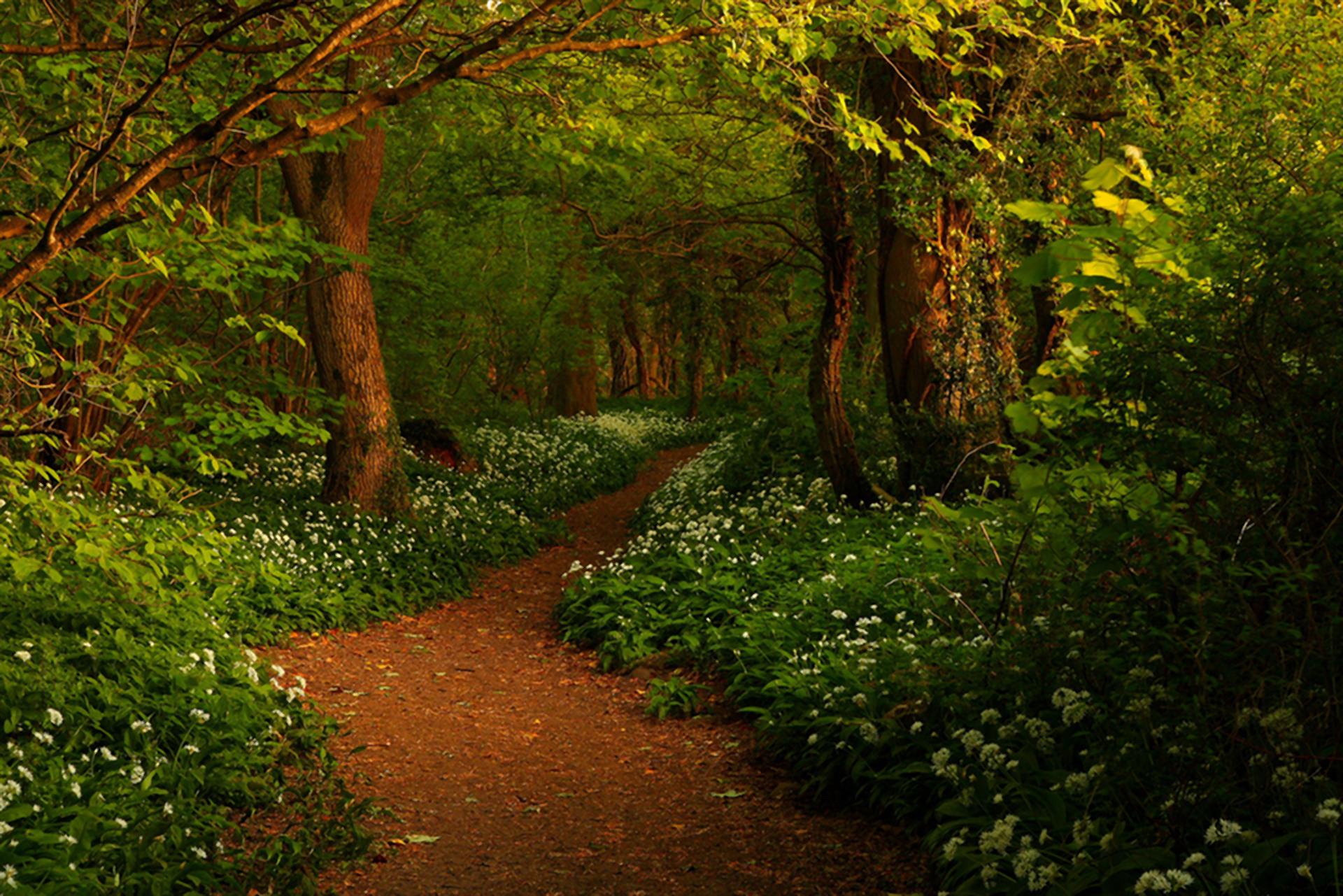 Скачать картинку Цветок, Лес, Дерево, Зеленый, Весна, Дорожка, Земля/природа в телефон бесплатно.
