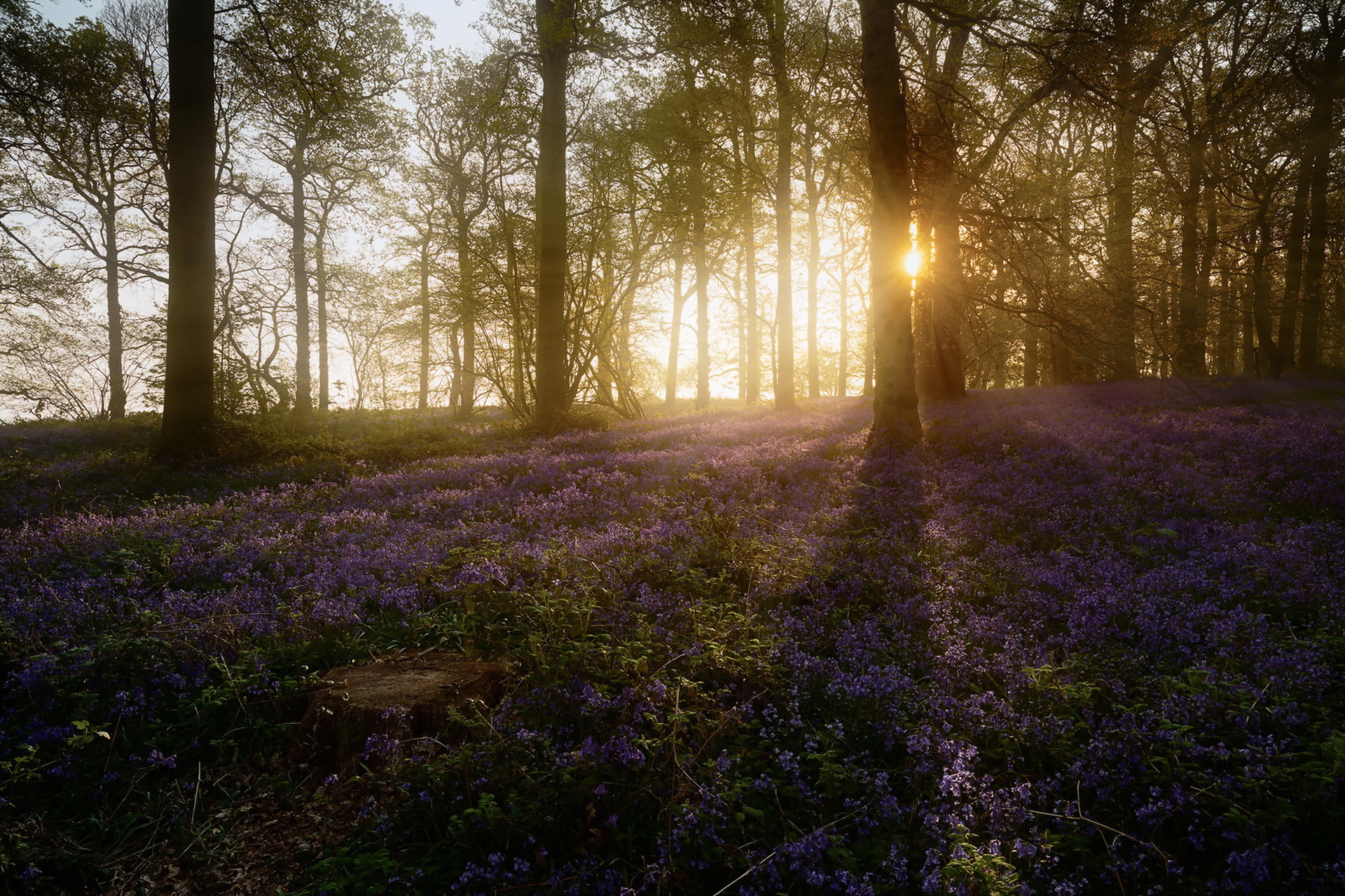 Laden Sie das Natur, Blume, Wald, Sonnenaufgang, Sonnenstrahl, Lila Blume, Erde/natur-Bild kostenlos auf Ihren PC-Desktop herunter