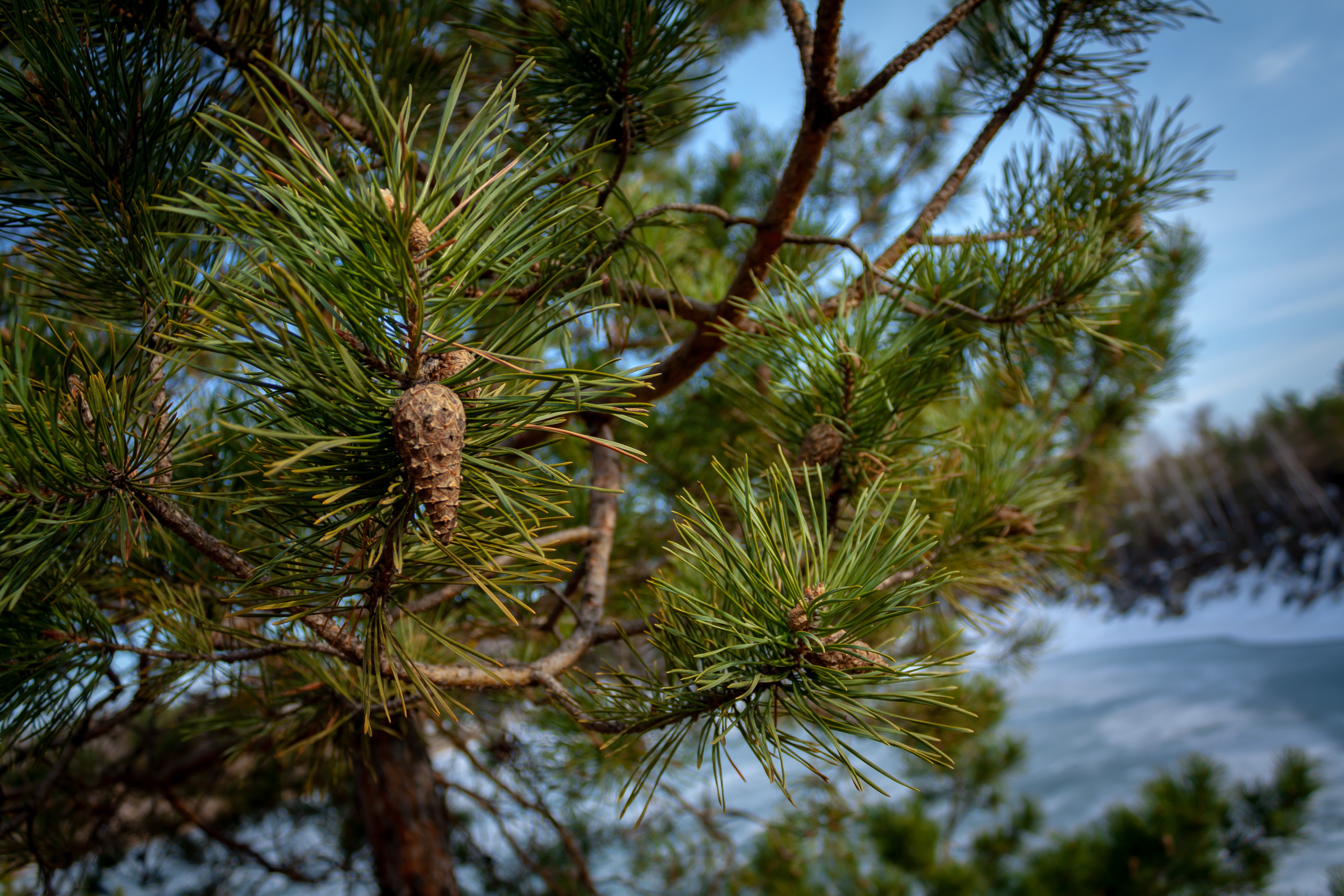 Download mobile wallpaper Branch, Earth, Pine Tree, Pine Cone for free.