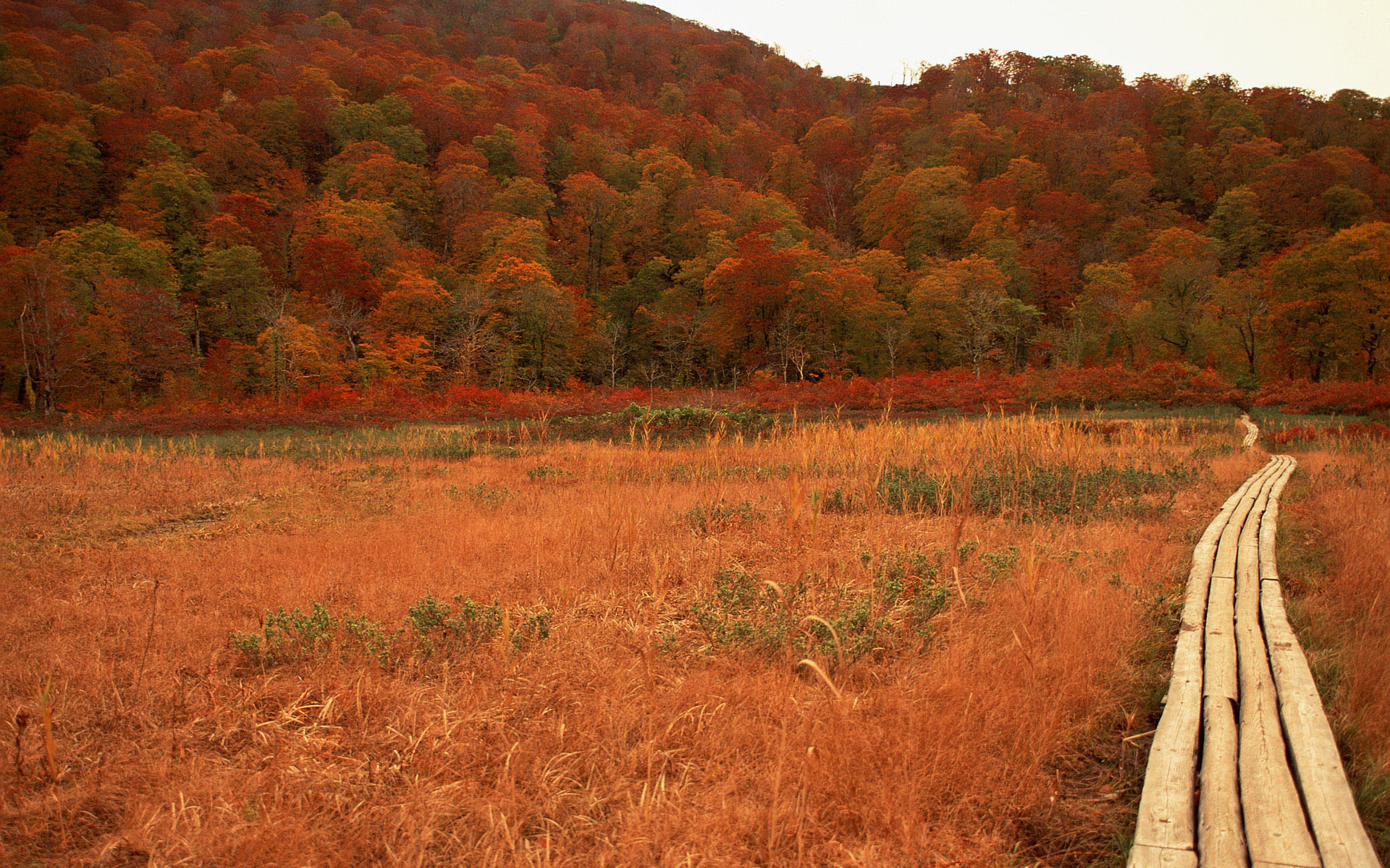 Descarga gratuita de fondo de pantalla para móvil de Otoño, Tierra/naturaleza.