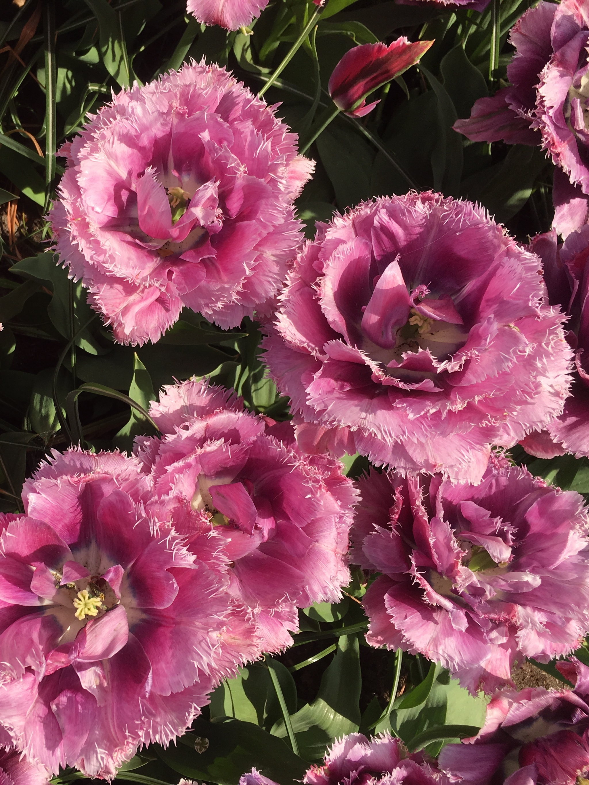 無料モバイル壁紙自然, フラワーズ, 花, 地球, ピンクの花をダウンロードします。