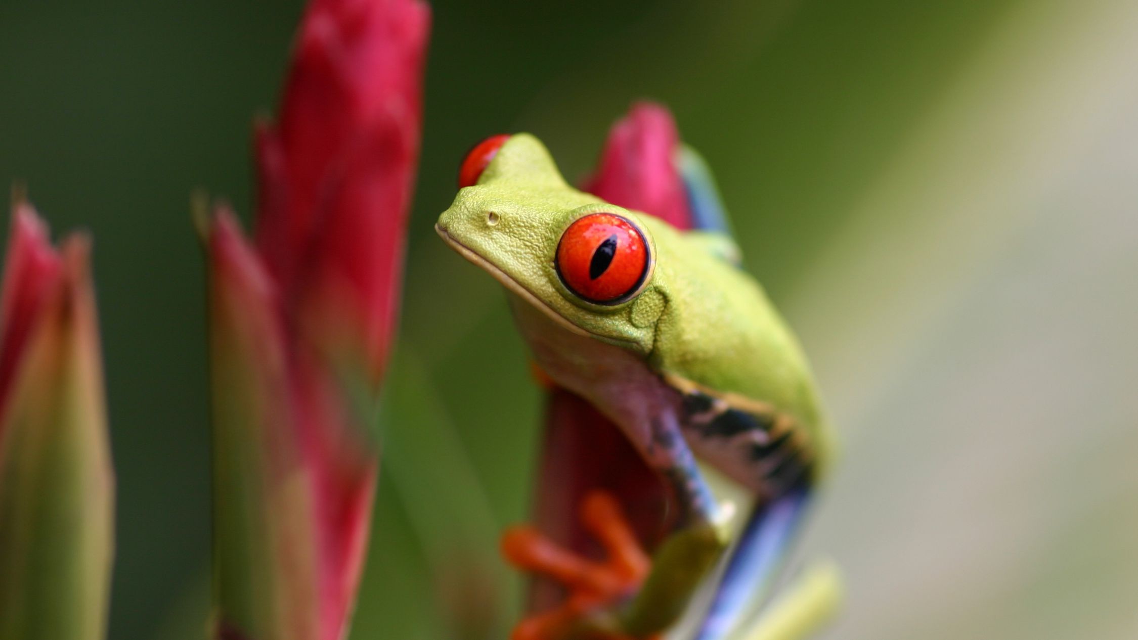 Free download wallpaper Frogs, Animal, Frog, Amphibian, Red Eyed Tree Frog on your PC desktop