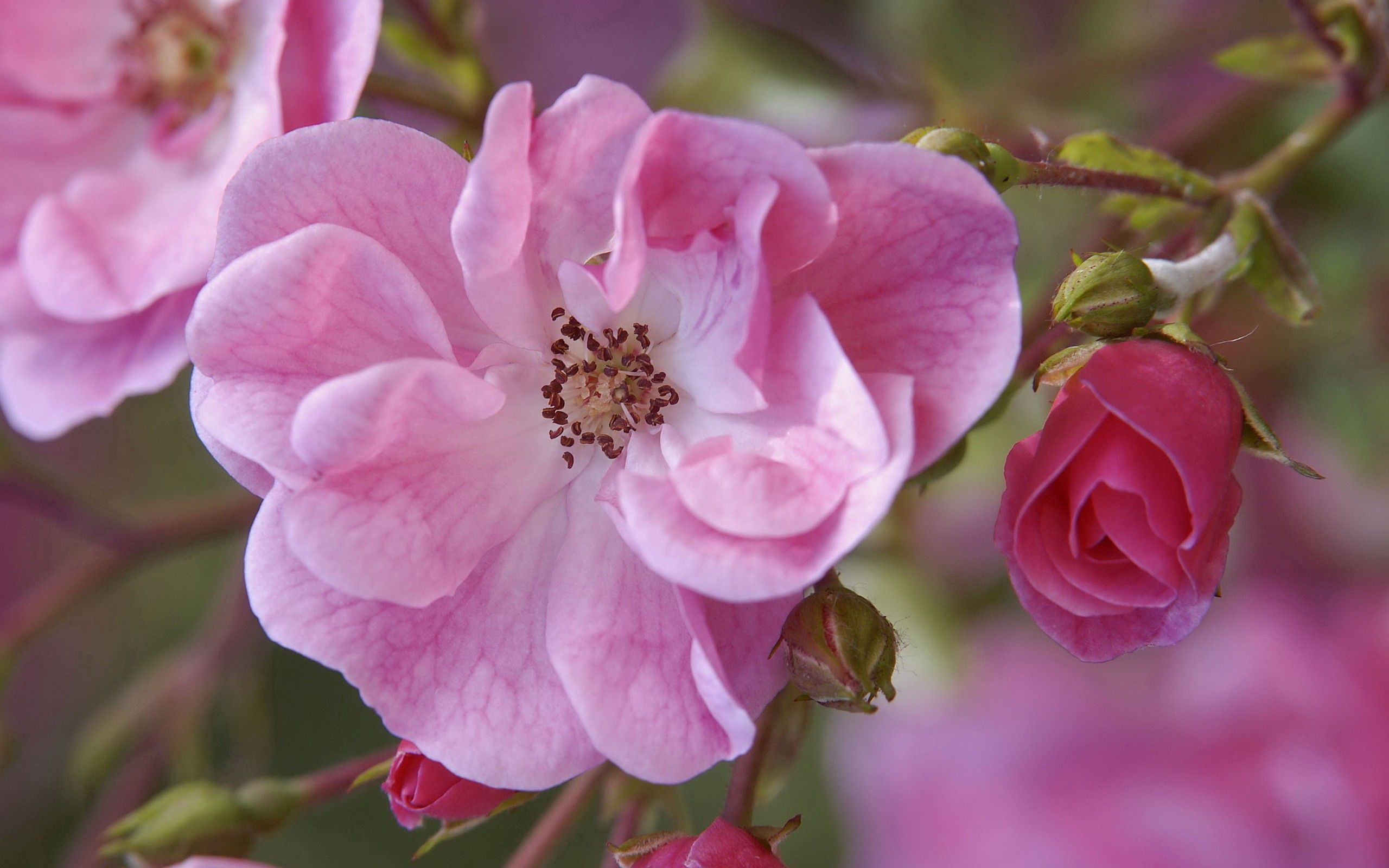 Download mobile wallpaper Petals, Flower, Pink, Macro for free.