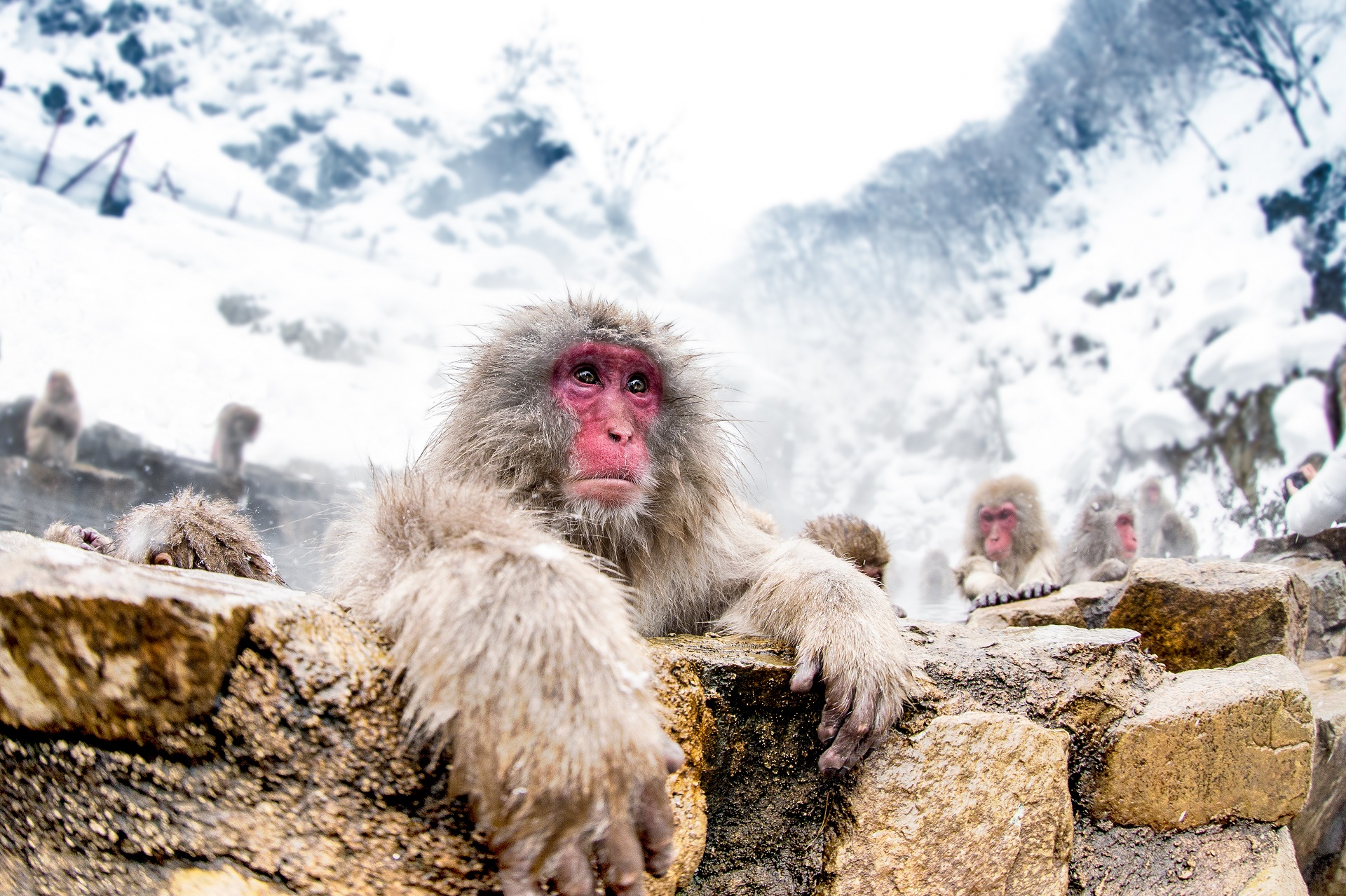 Download mobile wallpaper Monkeys, Animal, Japanese Macaque for free.