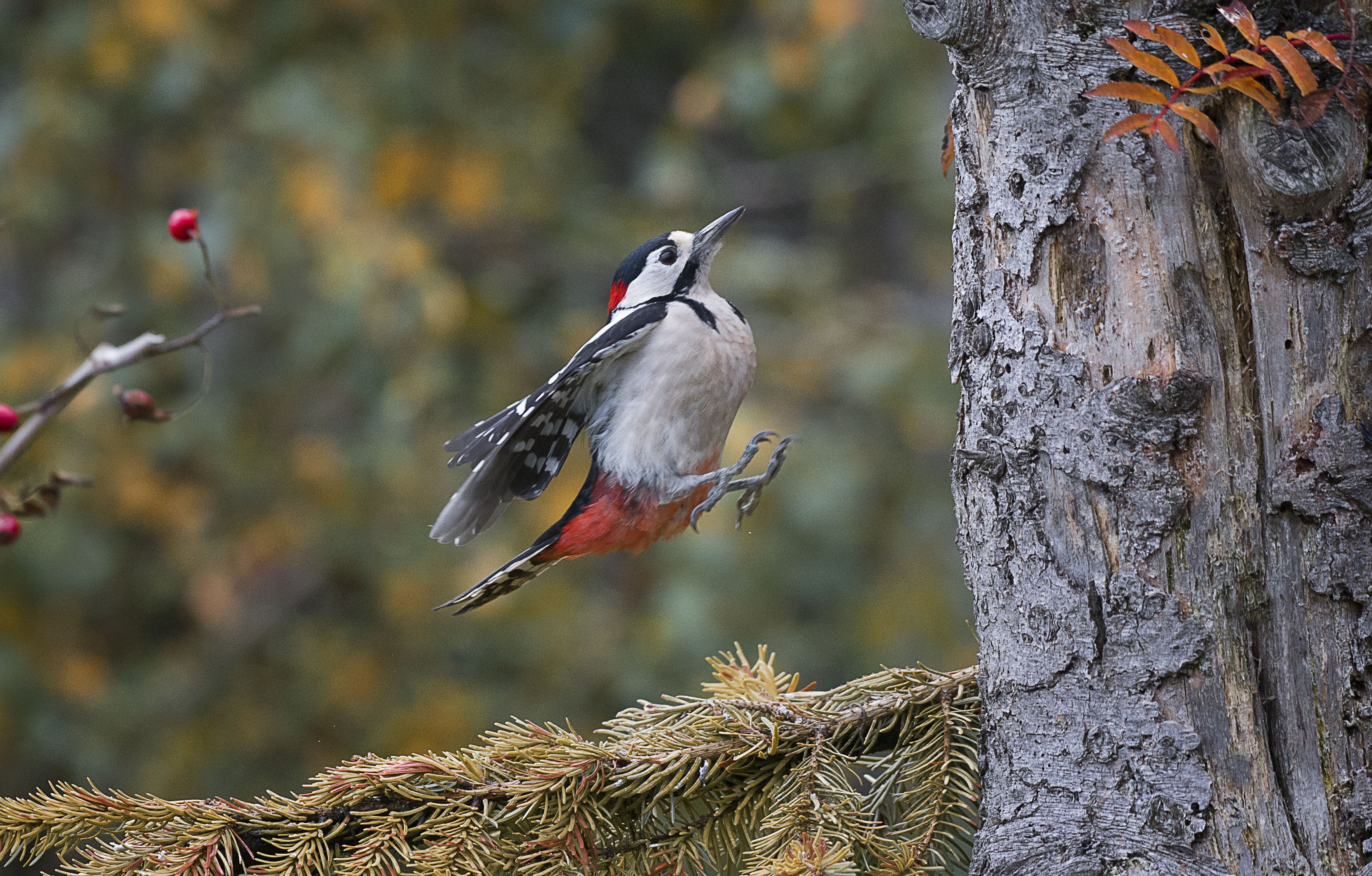 Download mobile wallpaper Birds, Bird, Branch, Animal, Woodpecker for free.
