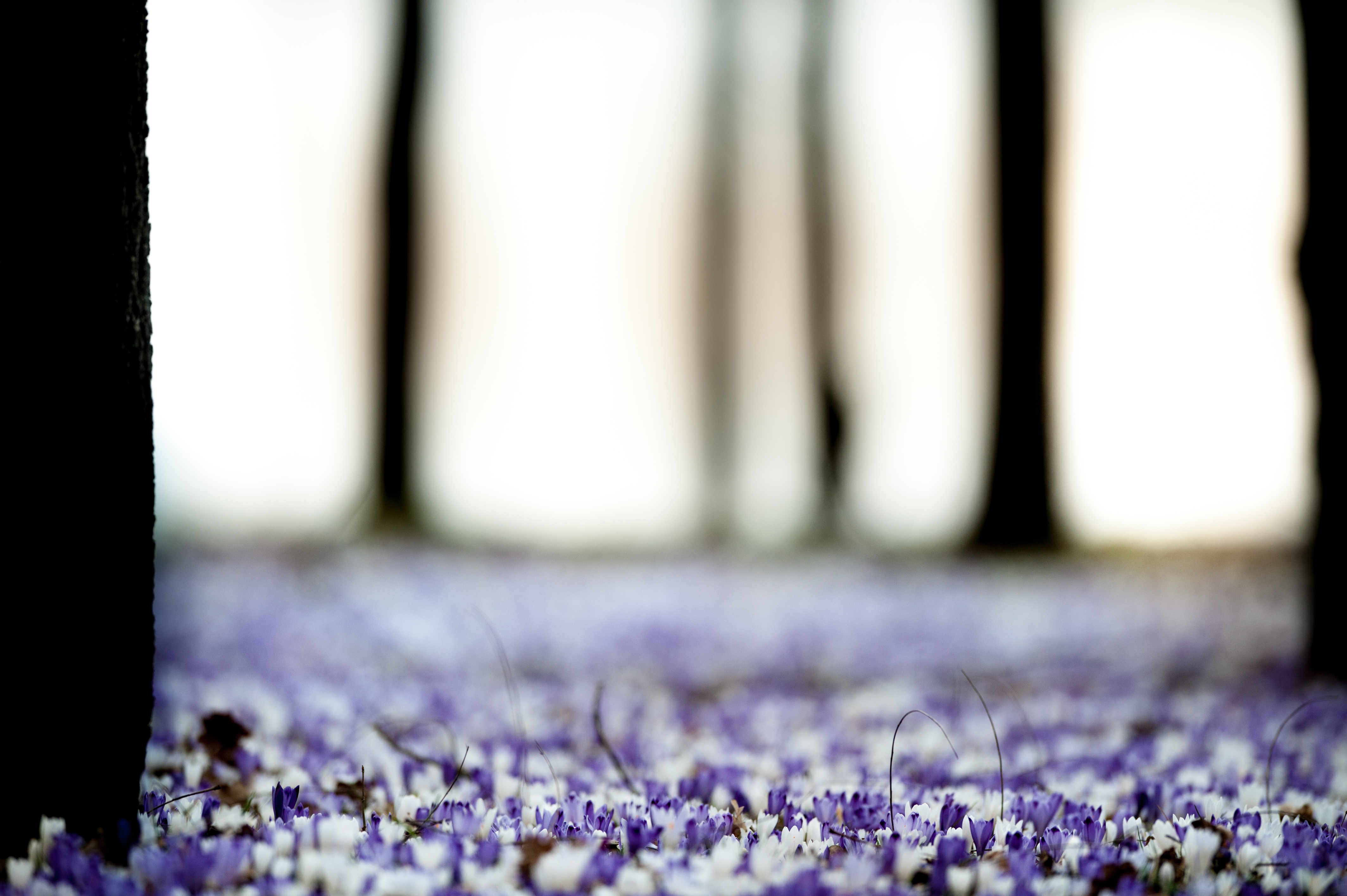 Download mobile wallpaper Nature, Flowers, Flower, Blur, Earth, Spring, White Flower, Purple Flower for free.