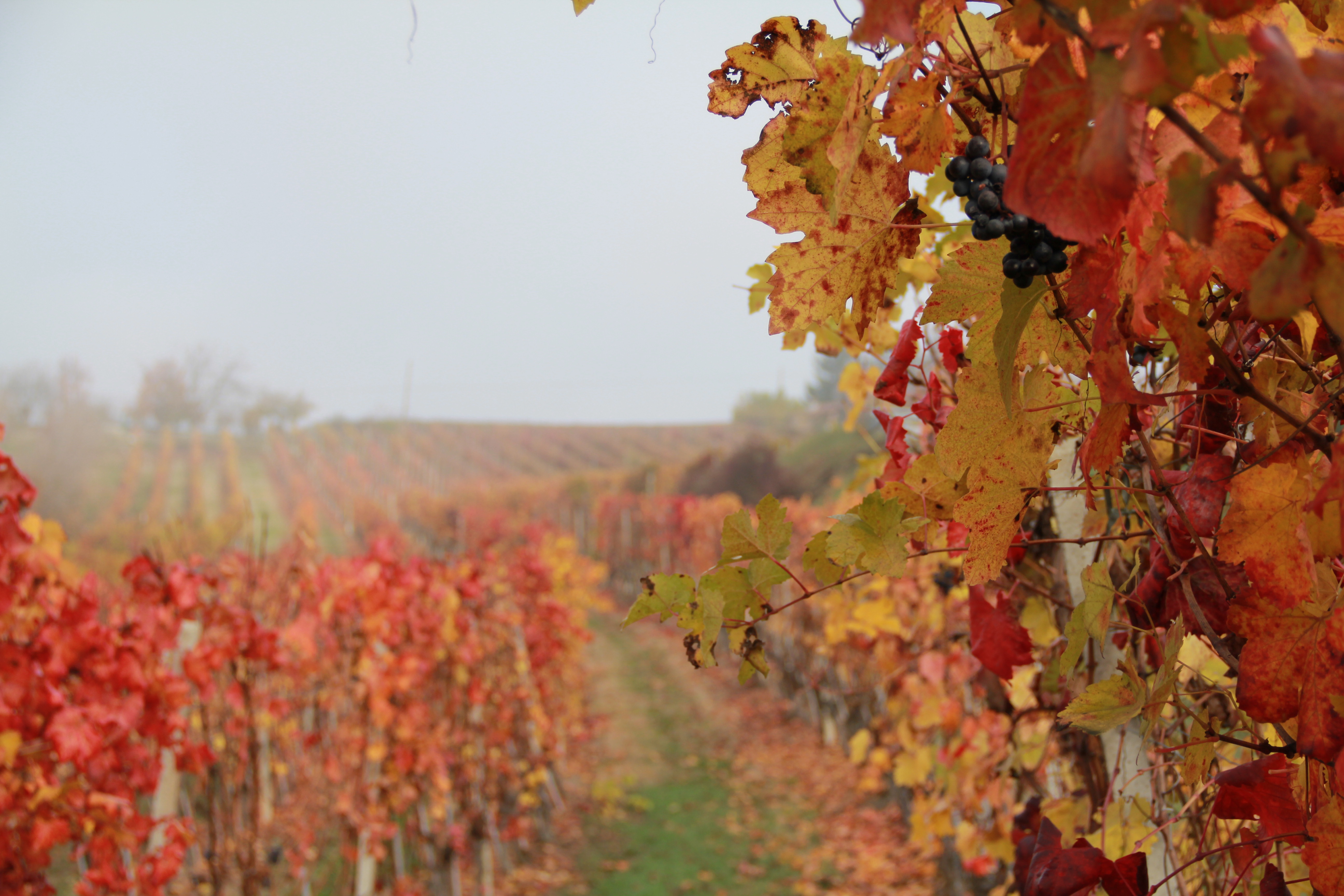 Download mobile wallpaper Nature, Fog, Fall, Vineyard, Man Made for free.