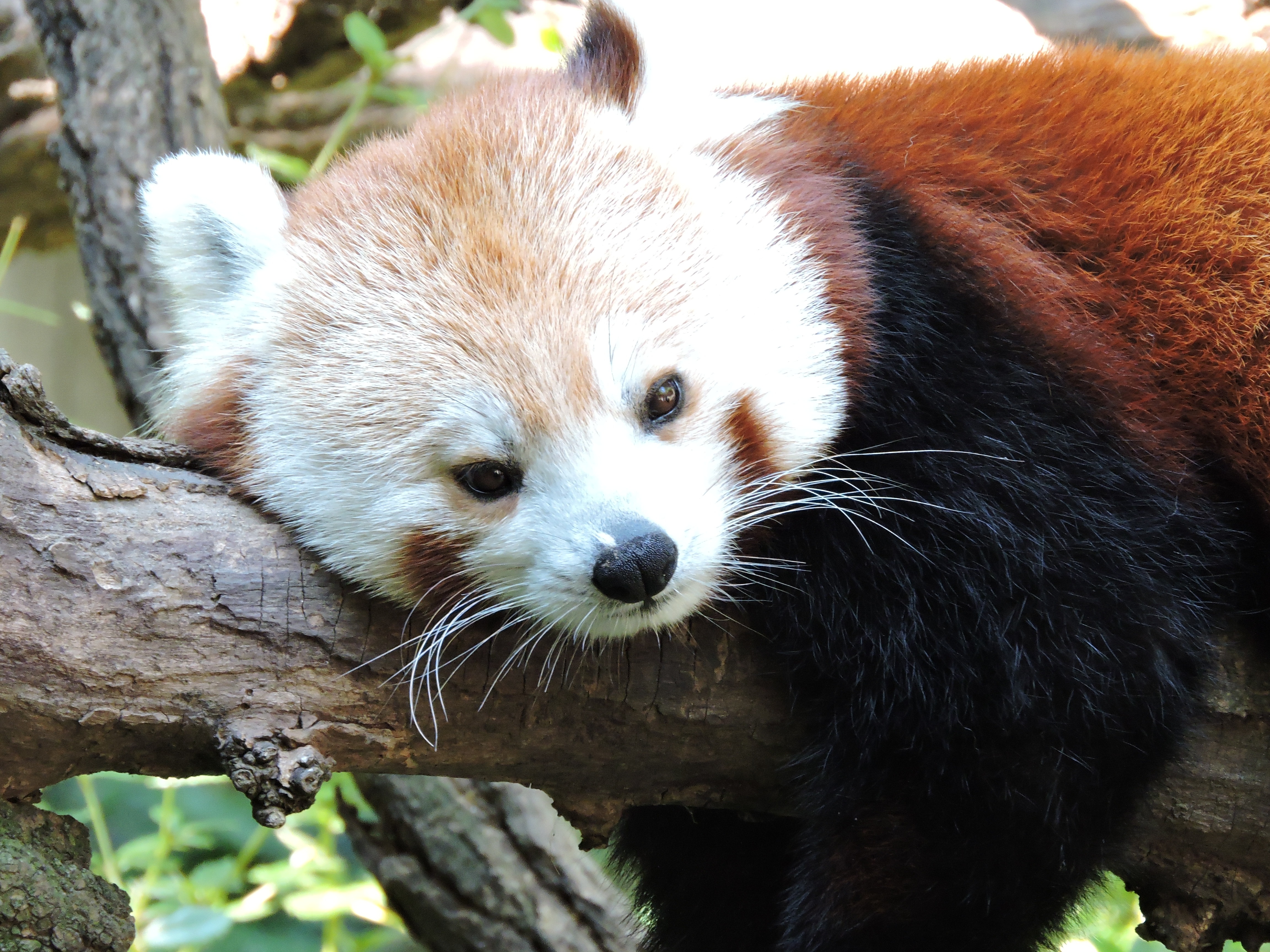 70693 baixar imagens panda vermelho, animais, mentiras, focinho, pequeno panda - papéis de parede e protetores de tela gratuitamente