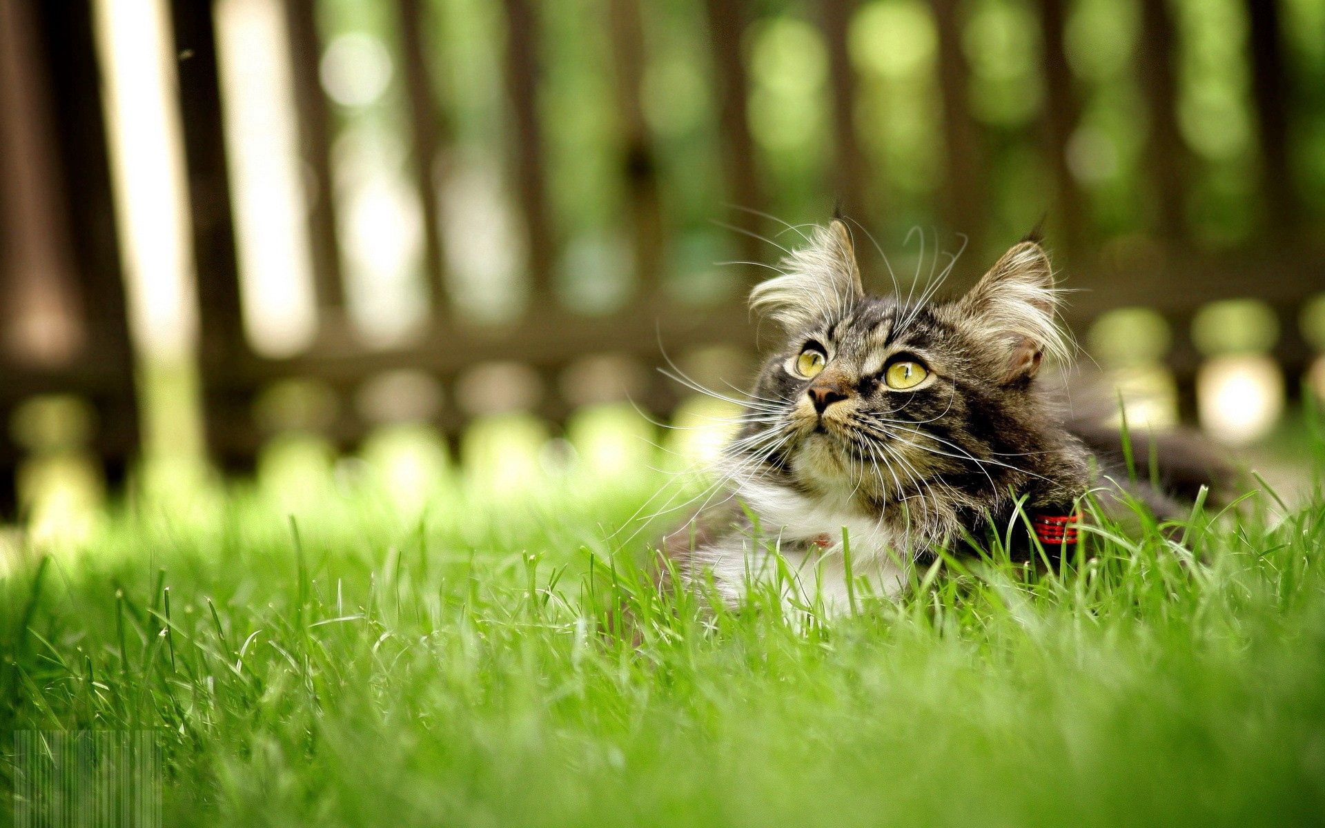 Download mobile wallpaper Fluffy, Animals, Grass, Hide, Cat for free.