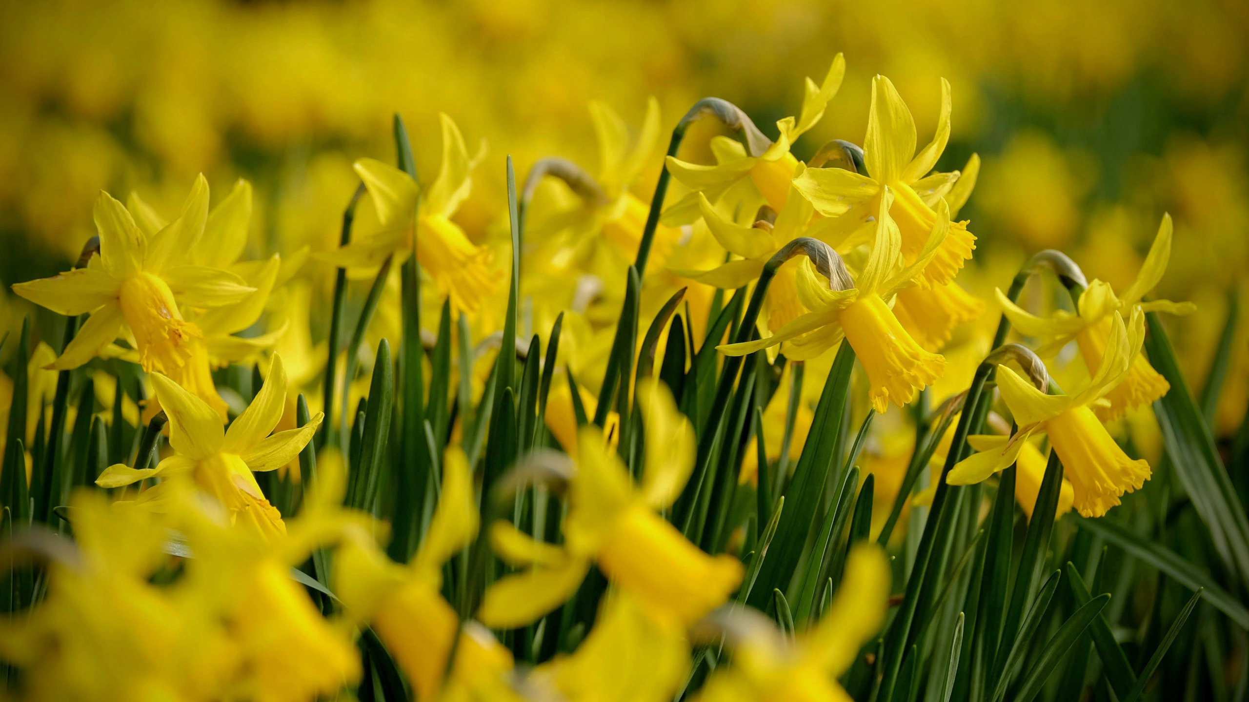 Free download wallpaper Flowers, Flower, Earth, Spring, Daffodil on your PC desktop