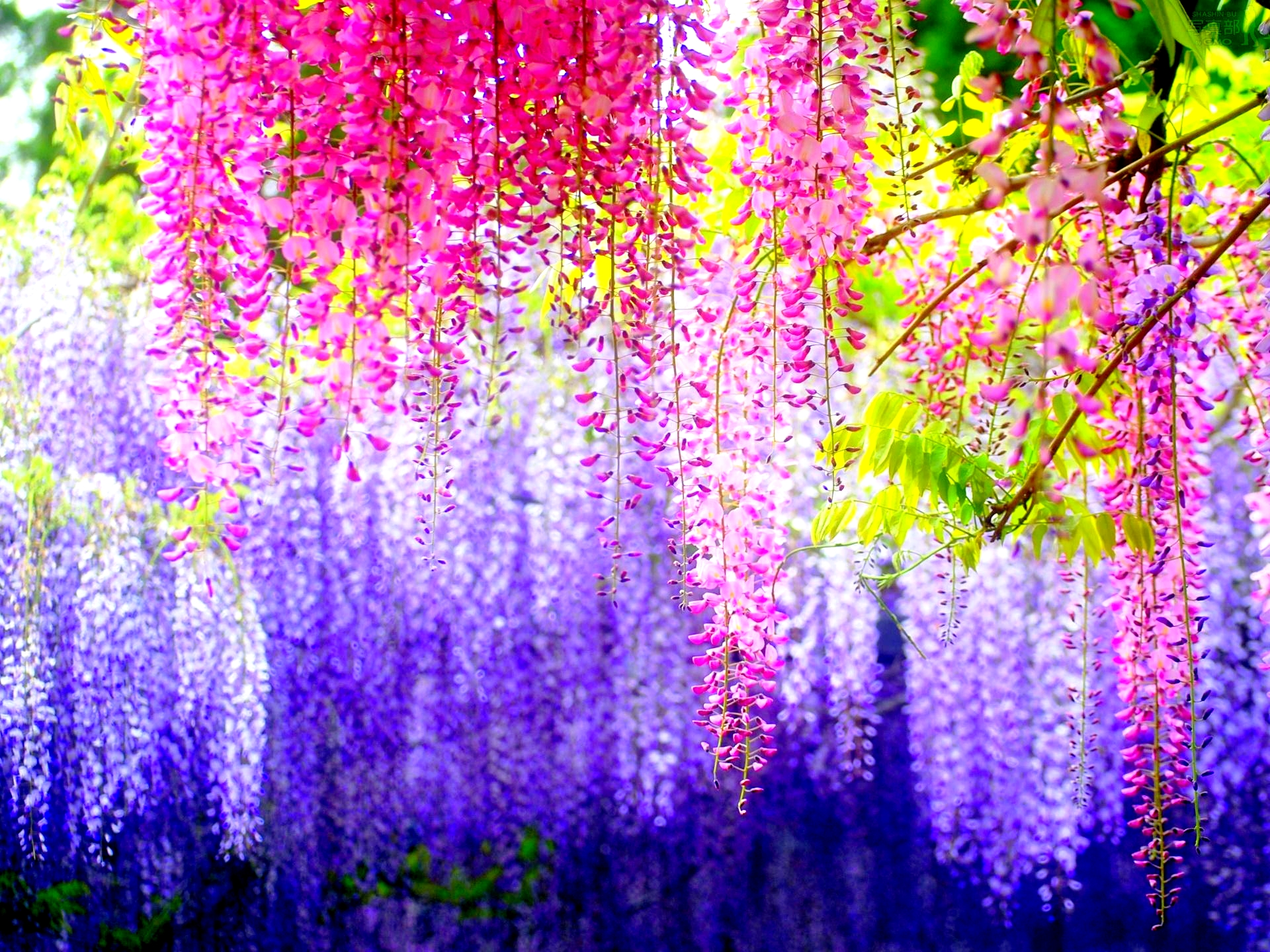 Free download wallpaper Nature, Colors, Artistic on your PC desktop