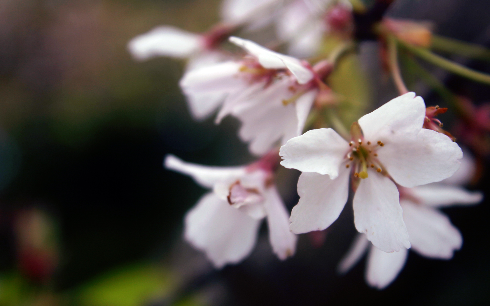 Baixar papel de parede para celular de Flor De Cerejeira, Floração, Flores, Terra/natureza gratuito.