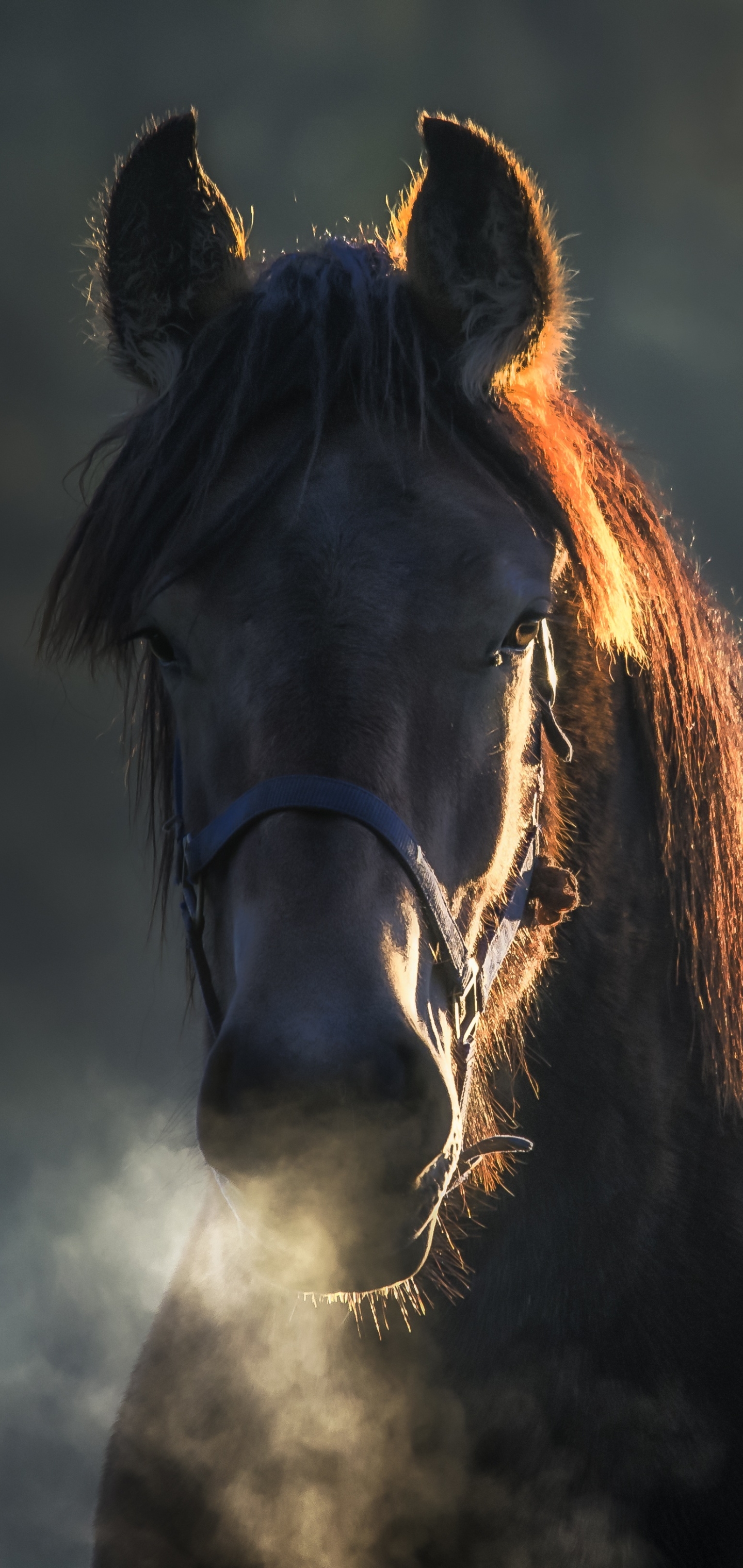 Download mobile wallpaper Animal, Horse for free.