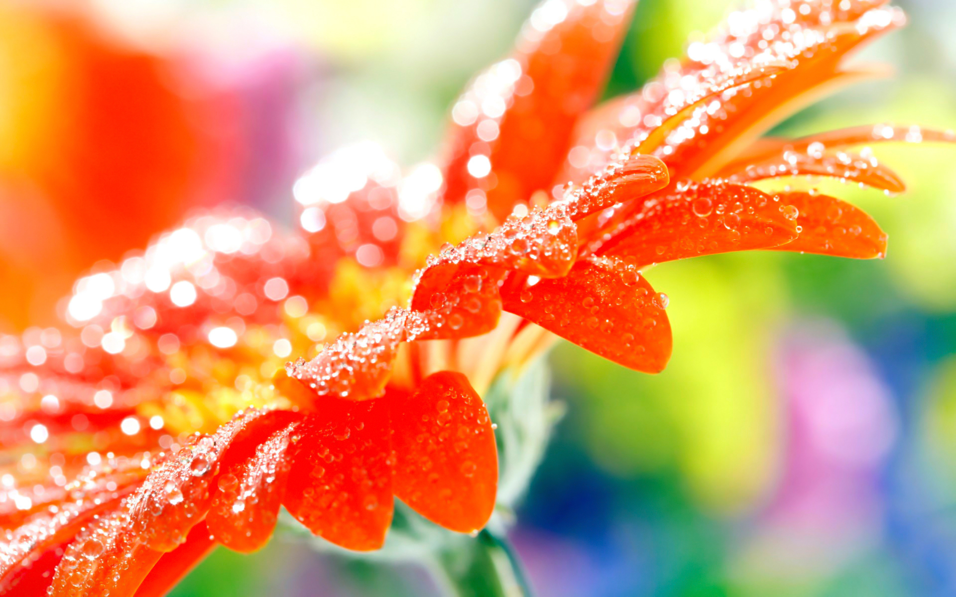 Téléchargez gratuitement l'image Fleur, Terre/nature sur le bureau de votre PC