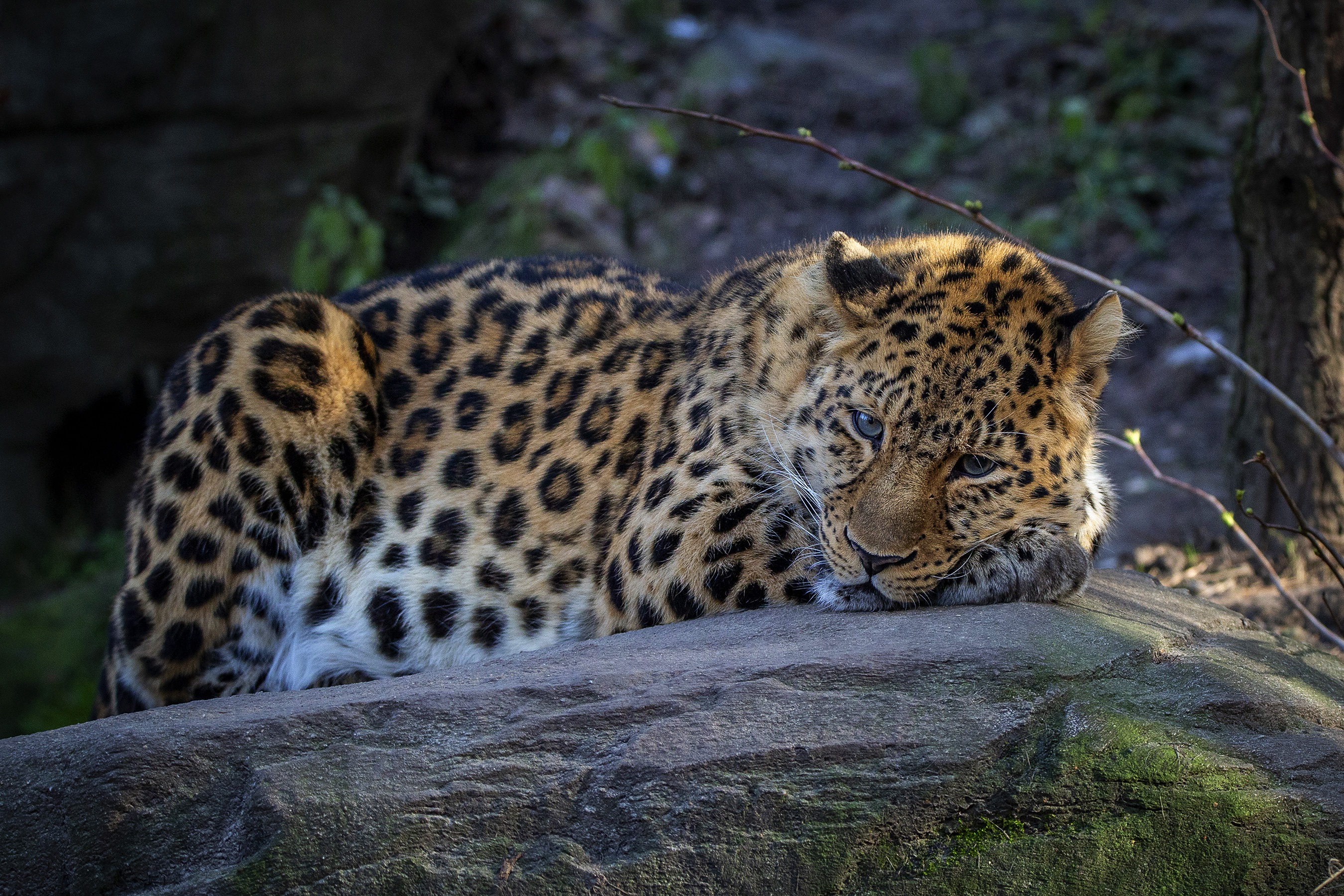 Handy-Wallpaper Tiere, Katzen, Leopard kostenlos herunterladen.