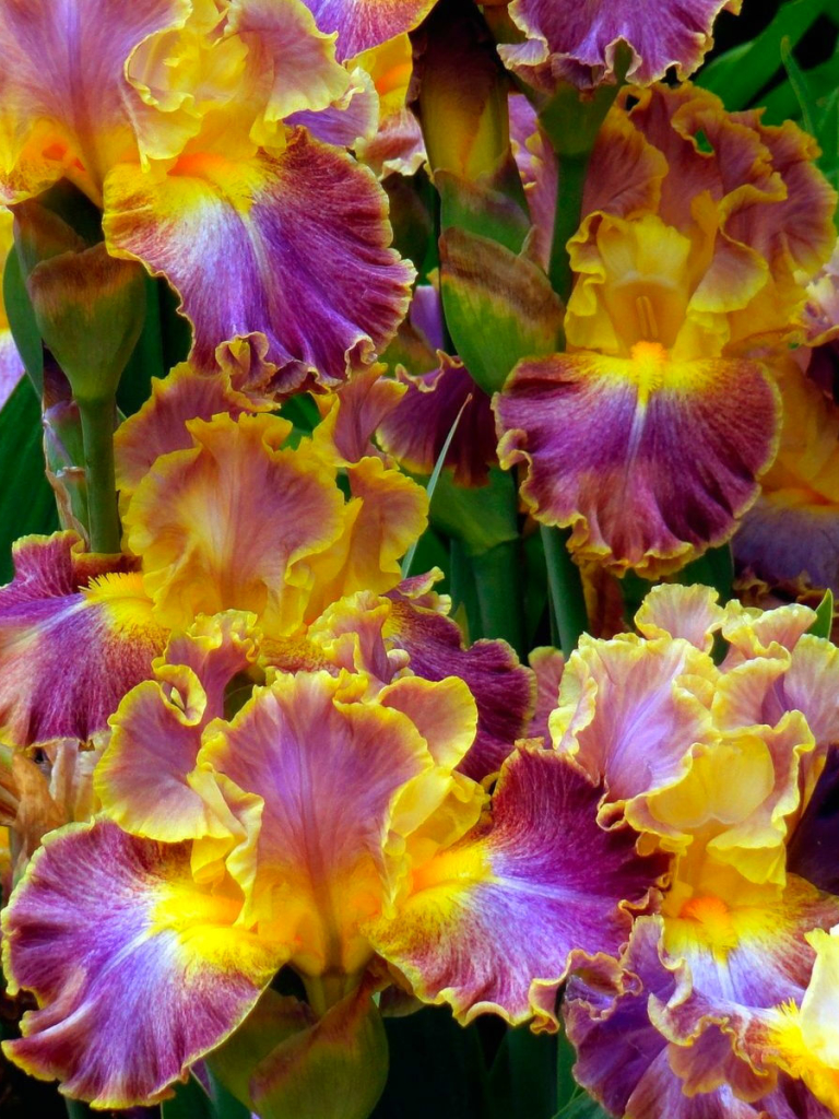 Descarga gratuita de fondo de pantalla para móvil de Flores, Iris, Flor, Tierra/naturaleza.