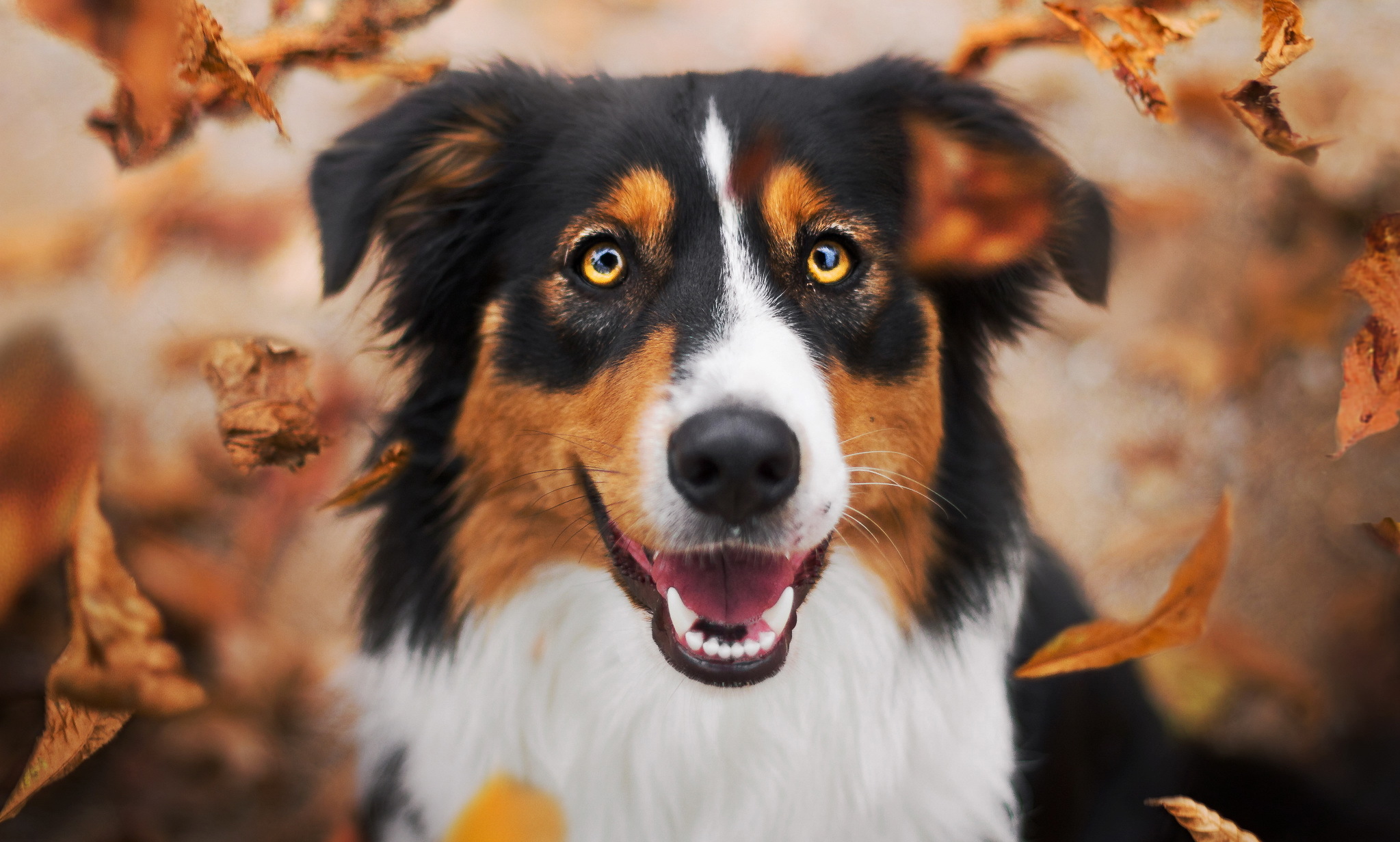 Download mobile wallpaper Dogs, Dog, Muzzle, Leaf, Fall, Animal, Border Collie for free.