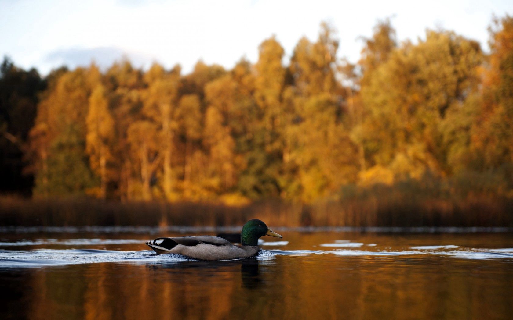 Download mobile wallpaper Animals, Lake, Duck, Autumn for free.