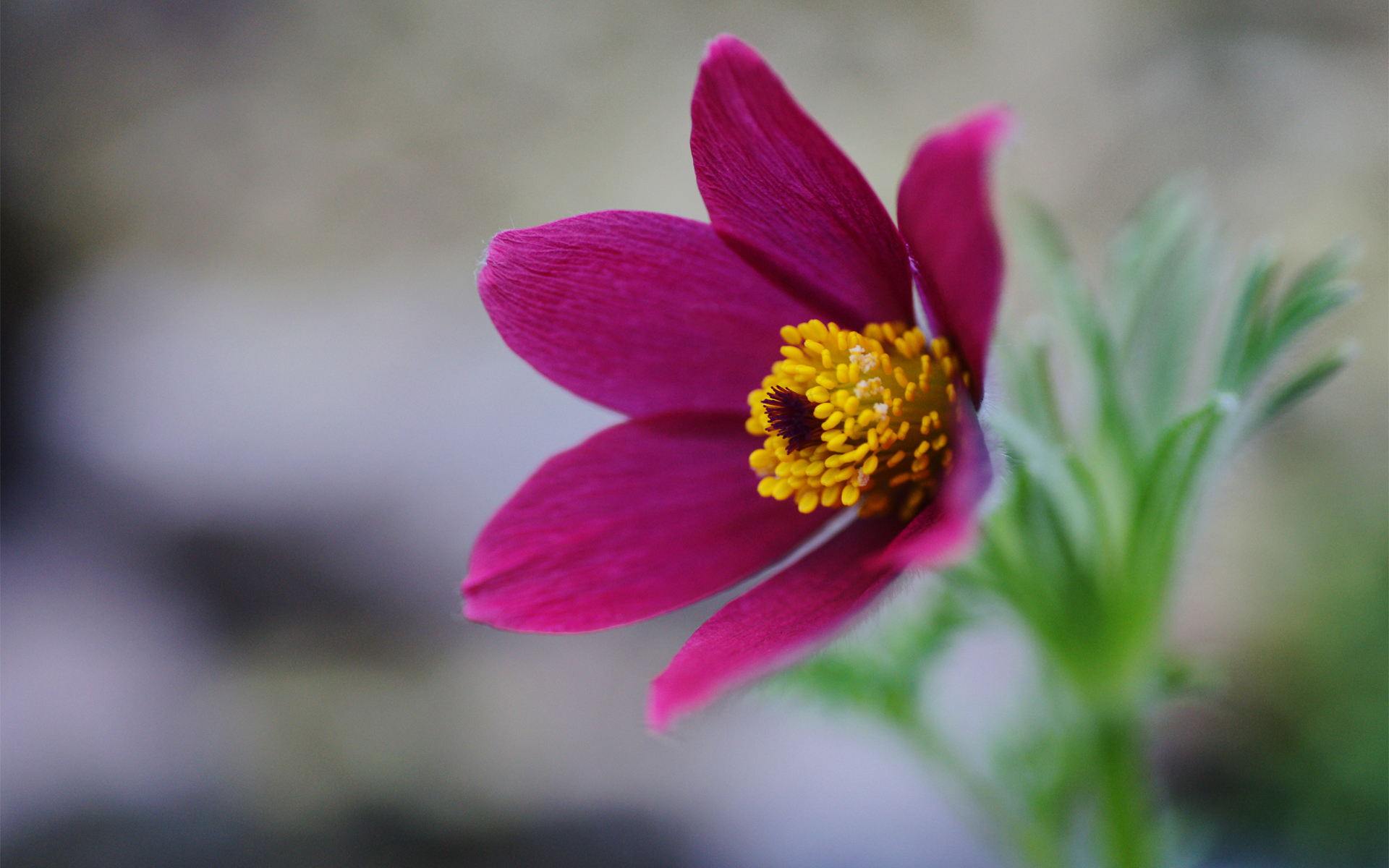 Descarga gratuita de fondo de pantalla para móvil de Flores, Flor, Tierra/naturaleza.