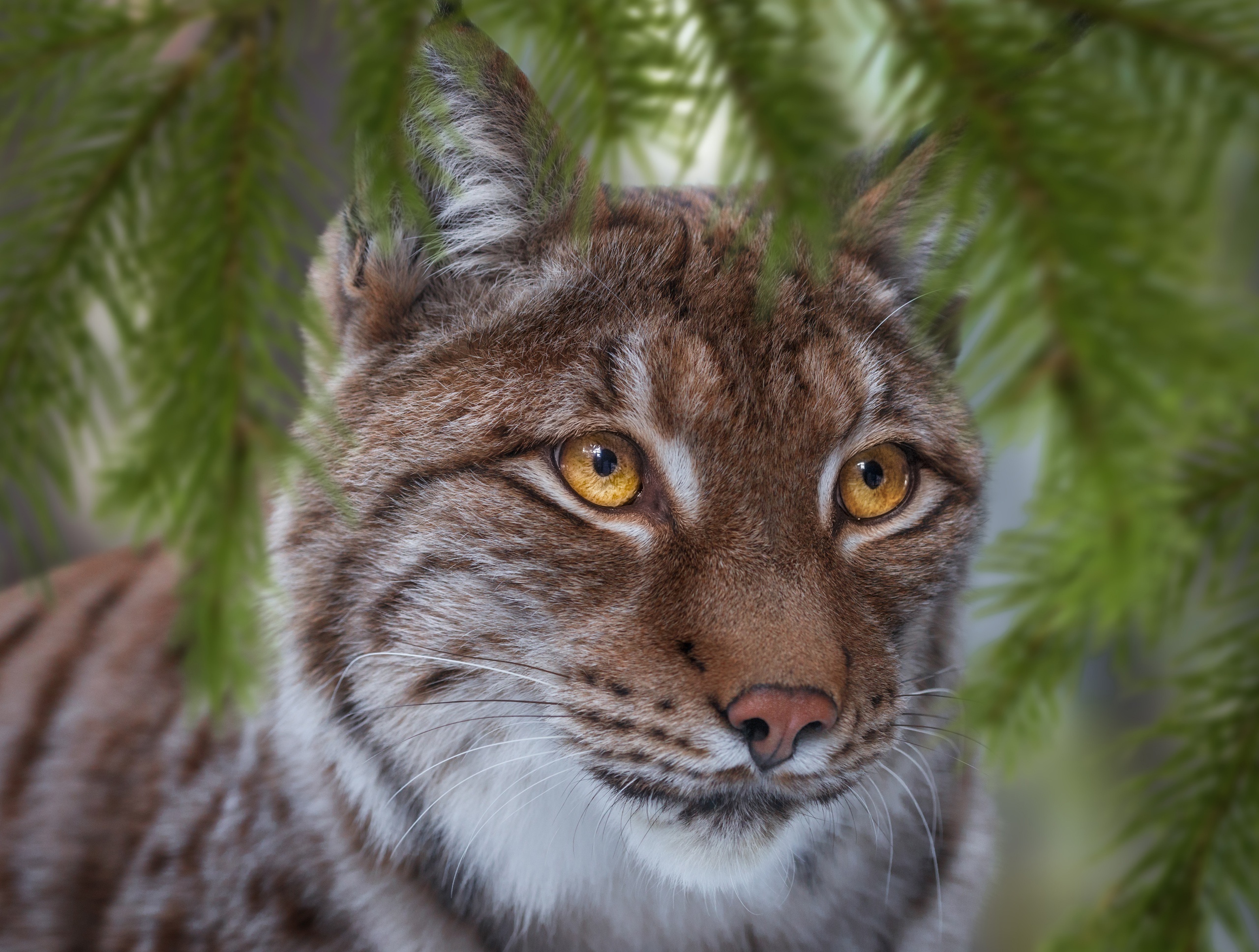 Laden Sie das Tiere, Katzen, Luchs-Bild kostenlos auf Ihren PC-Desktop herunter