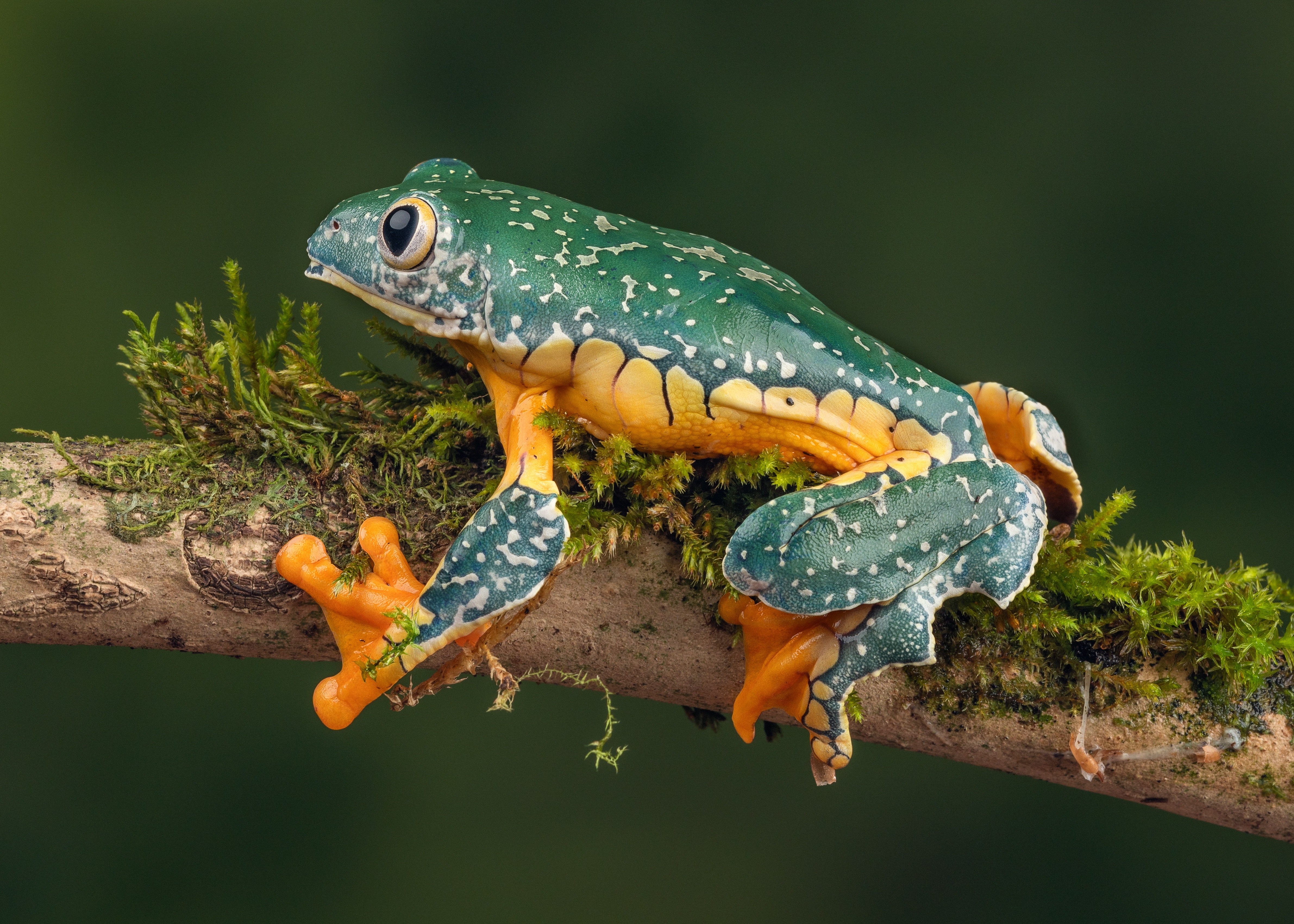 Free download wallpaper Frogs, Animal, Frog, Amphibian, Tree Frog on your PC desktop