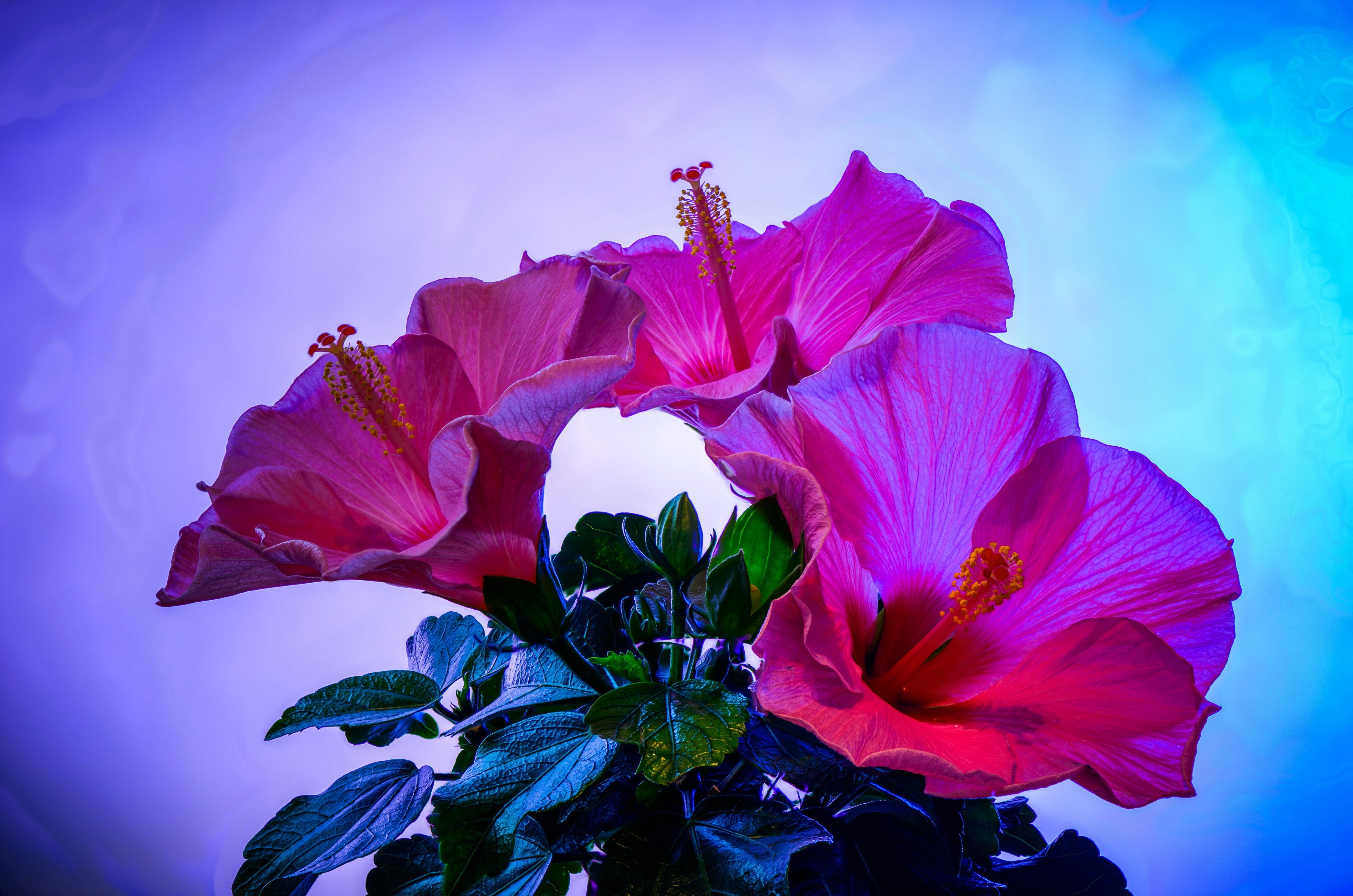 Téléchargez des papiers peints mobile Hibiscus, Fleurs, Terre/nature gratuitement.