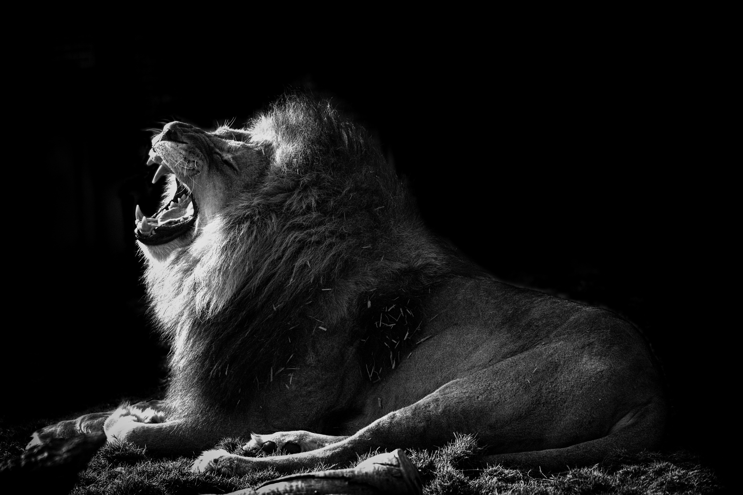 Download mobile wallpaper Cats, Lion, Animal, Resting, Black & White for free.