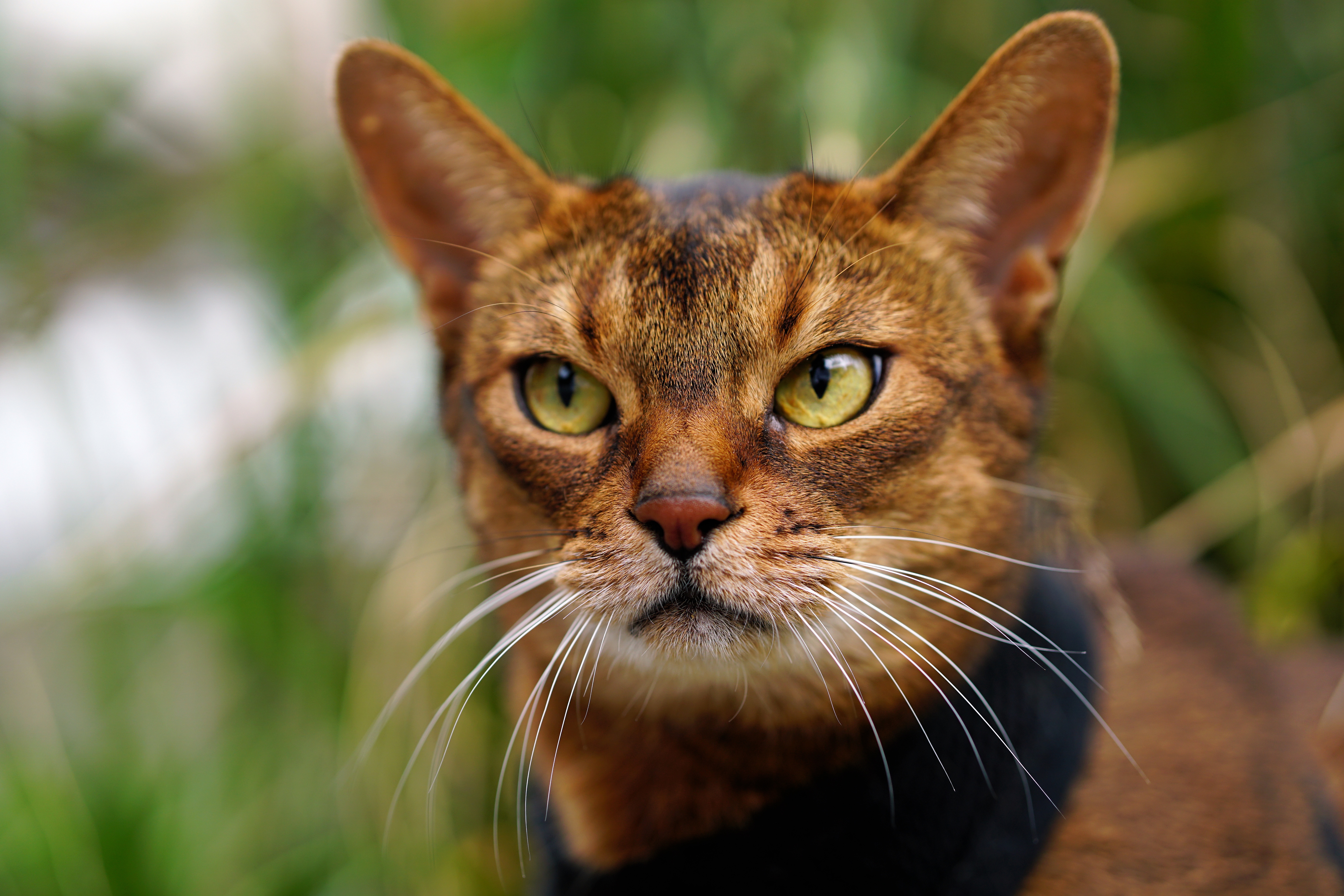 Baixe gratuitamente a imagem Animais, Gatos, Gato, Olhar Fixamente na área de trabalho do seu PC