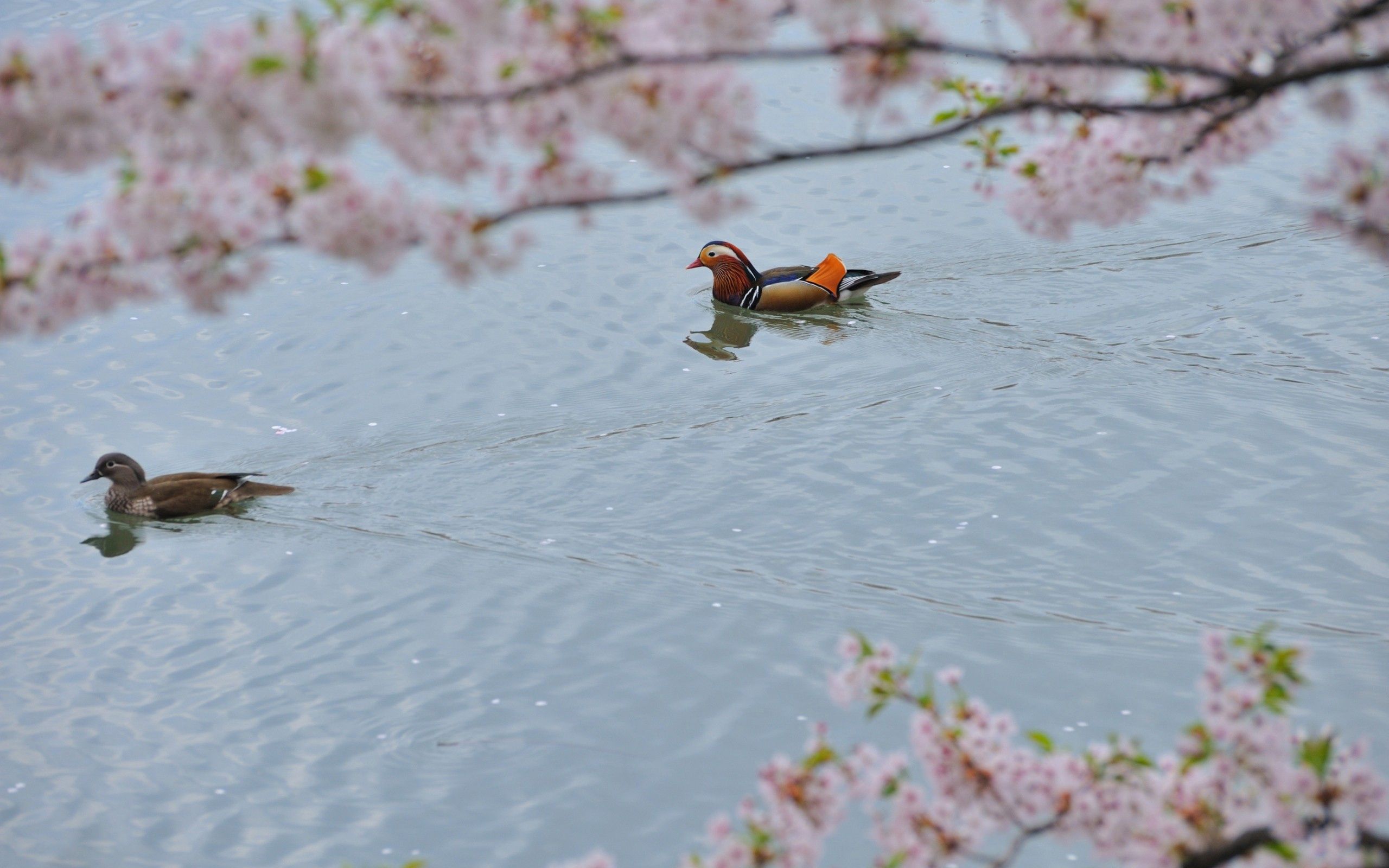 animals, flowers, water, trees, to swim, swim, mandarin duck