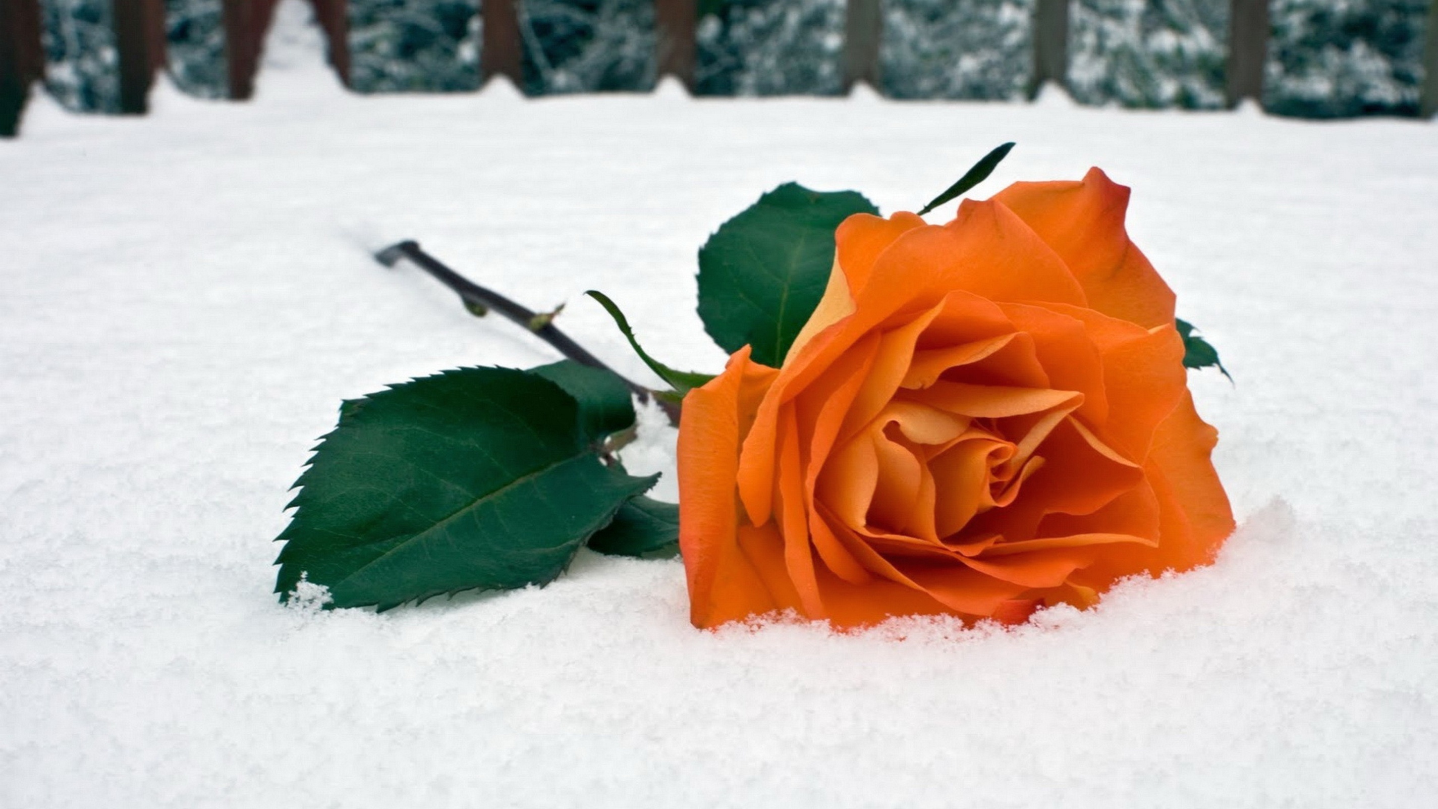 Download mobile wallpaper Flowers, Snow, Flower, Rose, Earth, Orange Flower for free.