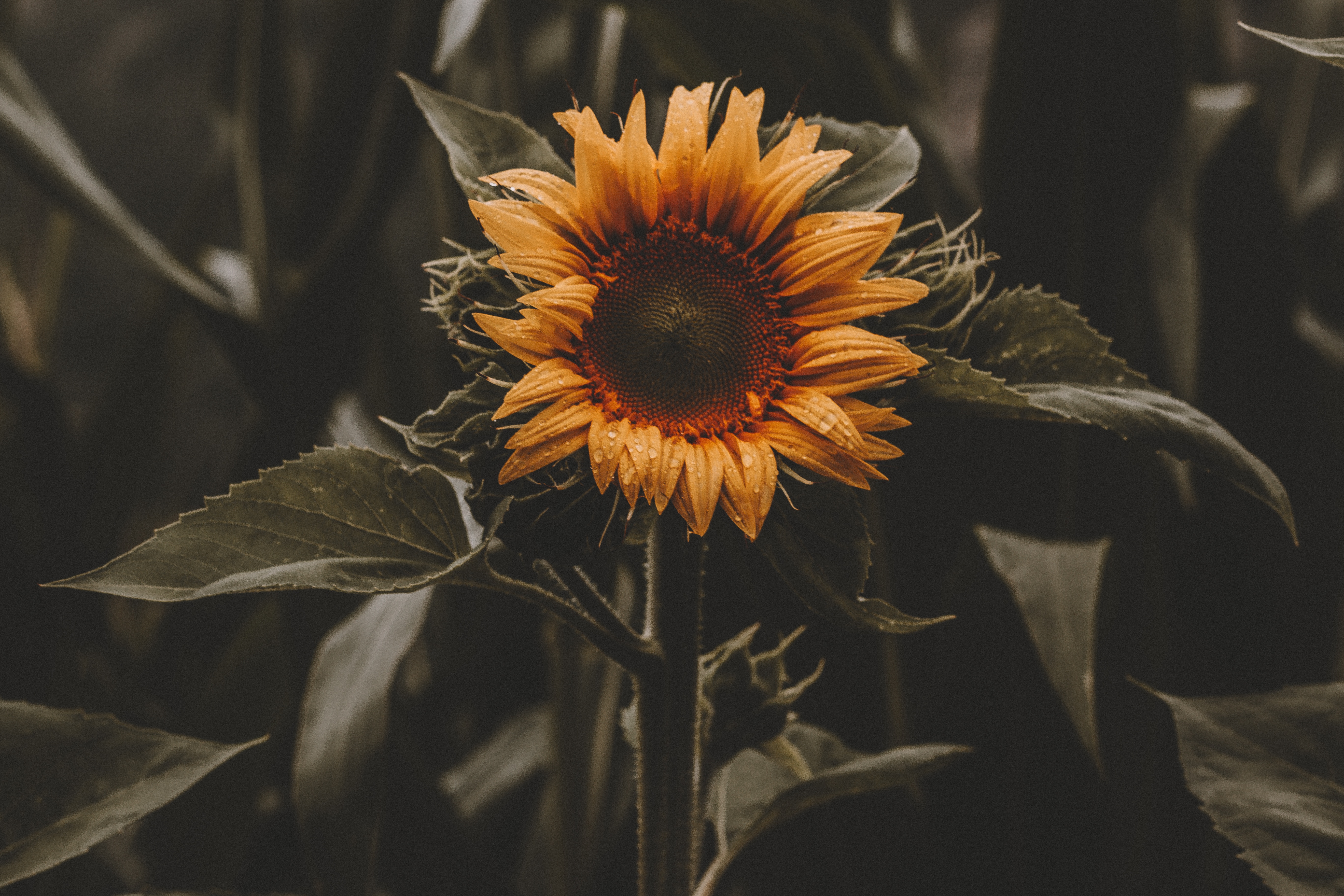 Free download wallpaper Sunflower, Flowers, Leaves, Flower on your PC desktop