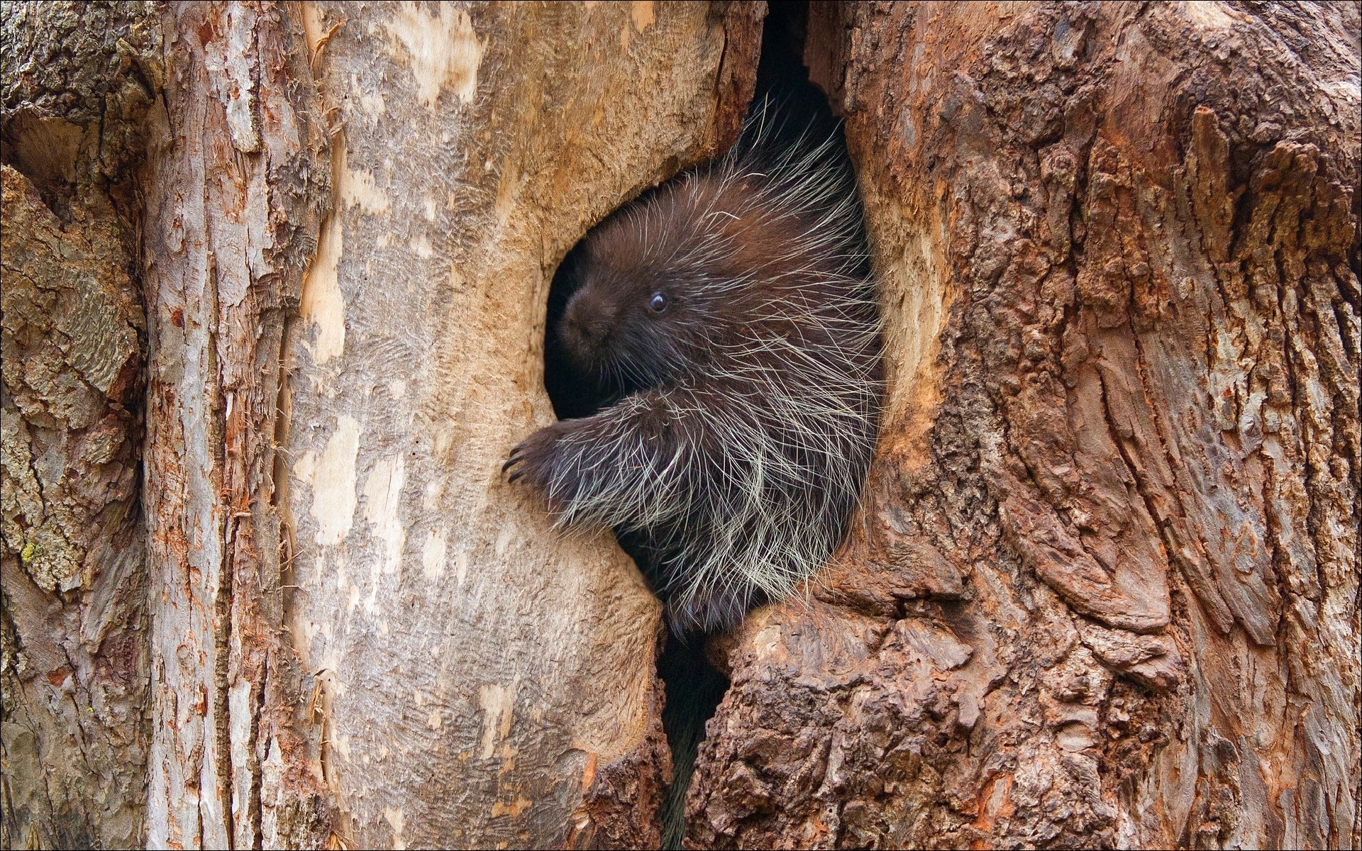 animal, porcupine, arboreal rodent, erethizontidae, new world porcupine