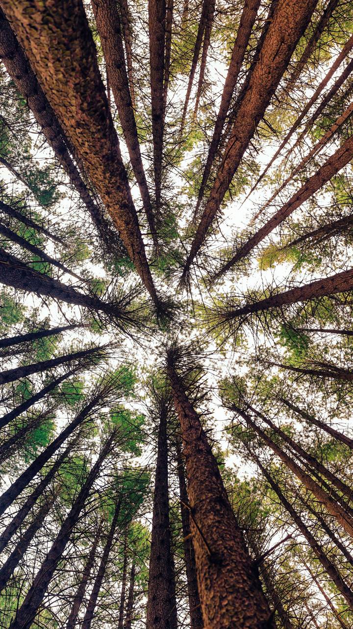 Download mobile wallpaper Forest, Earth, Redwood for free.