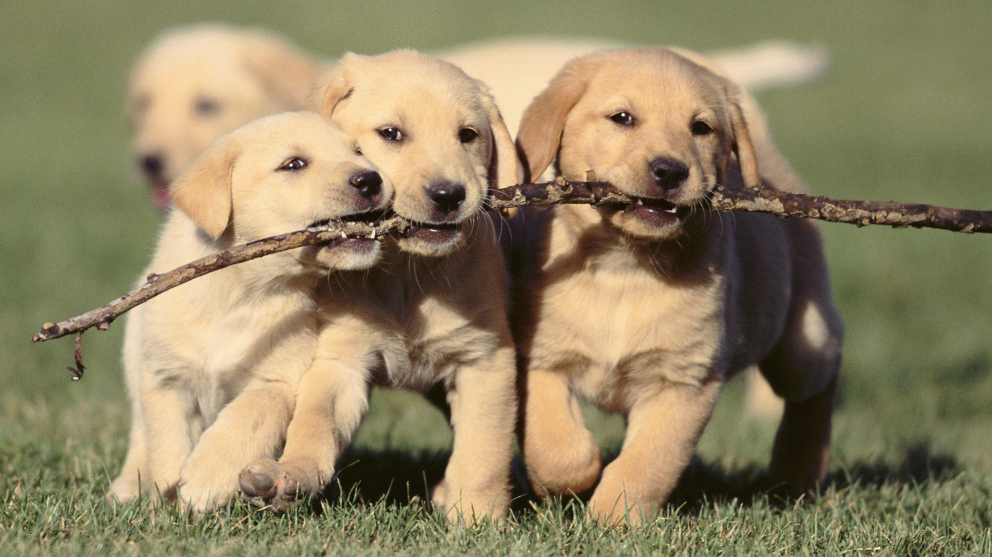 Free download wallpaper Dogs, Dog, Animal, Puppy, Golden Retriever on your PC desktop