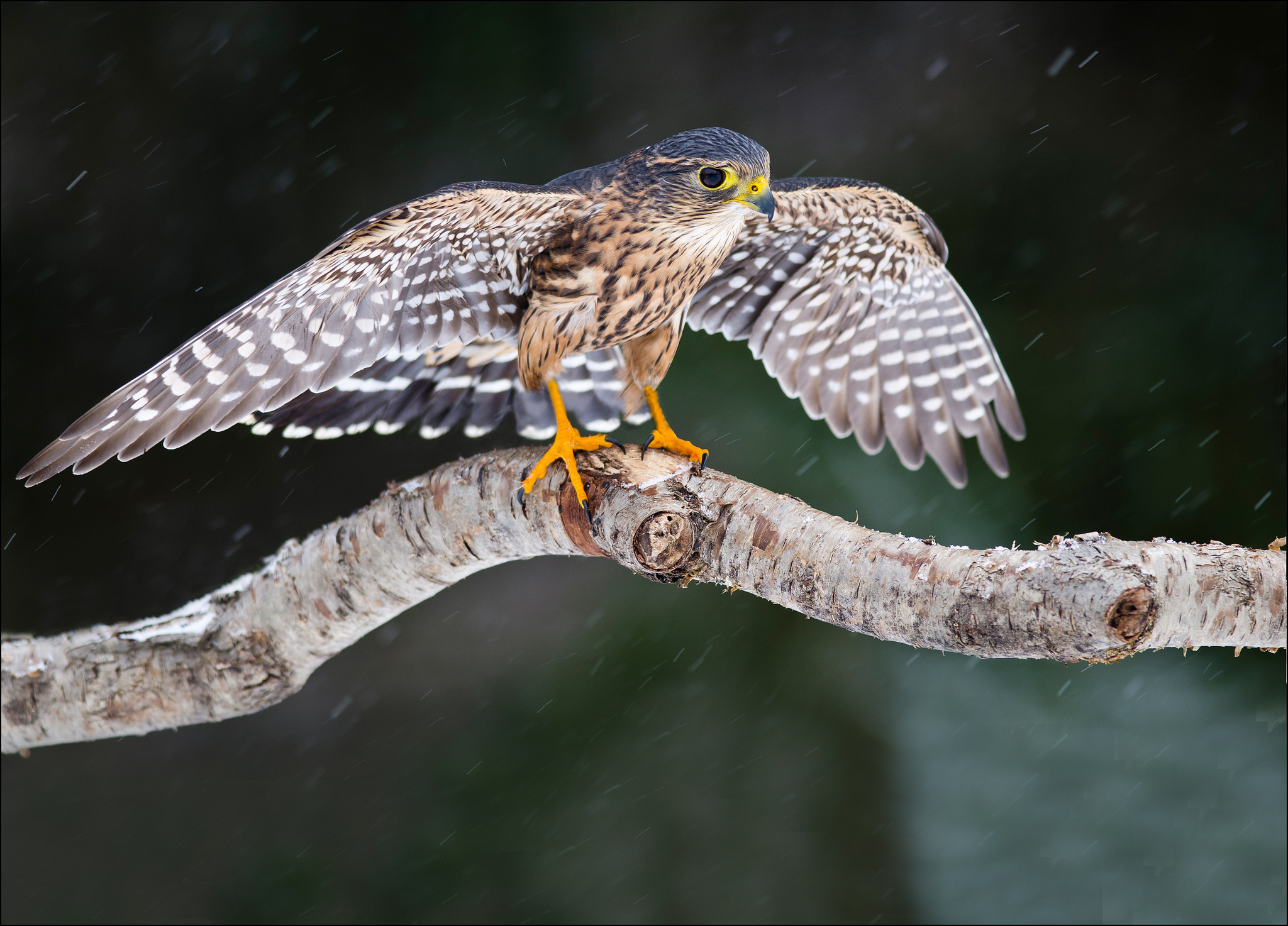 Free download wallpaper Falcon, Birds, Animal on your PC desktop