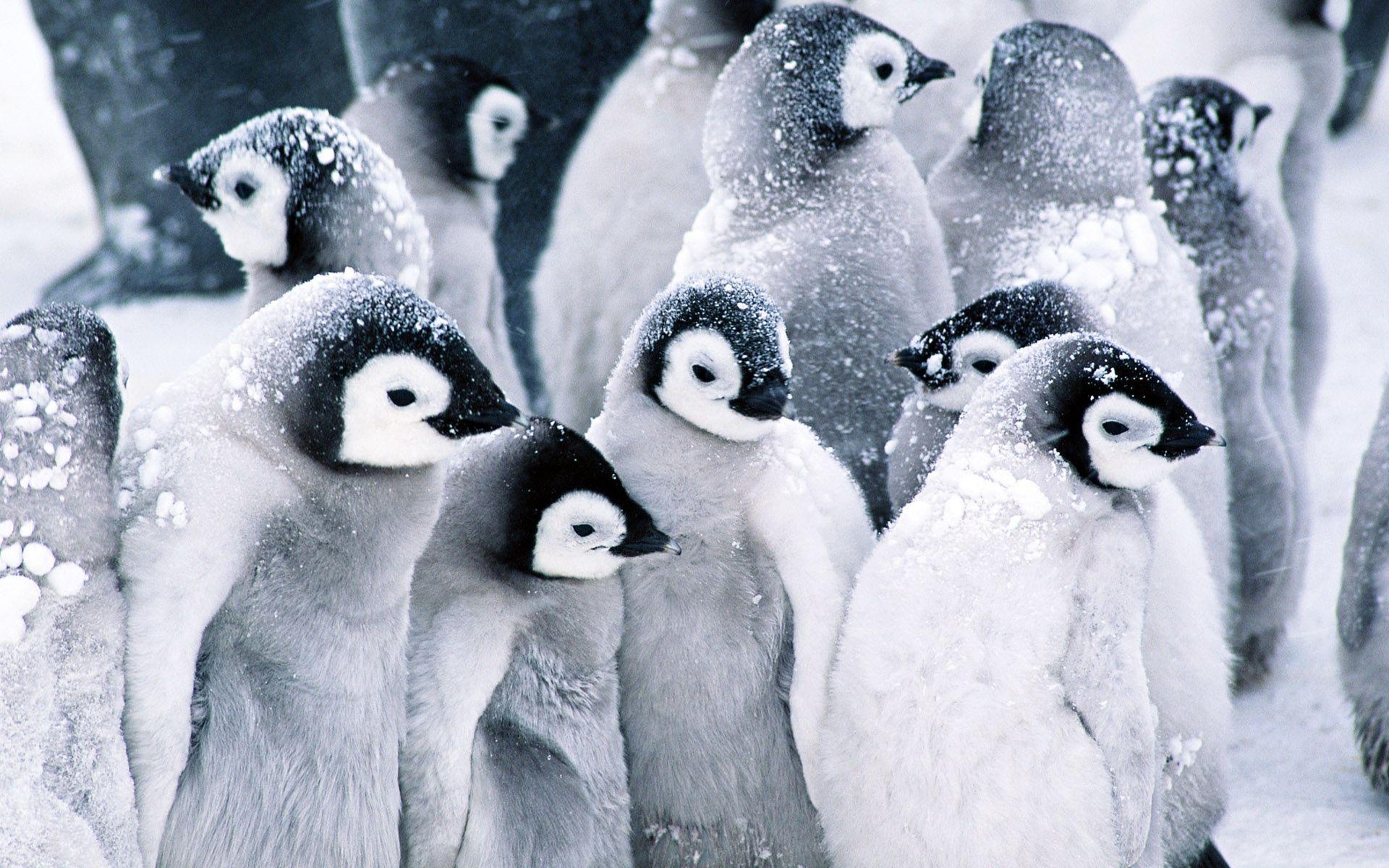 Download mobile wallpaper Birds, Bird, Animal, Penguin, Baby Animal for free.