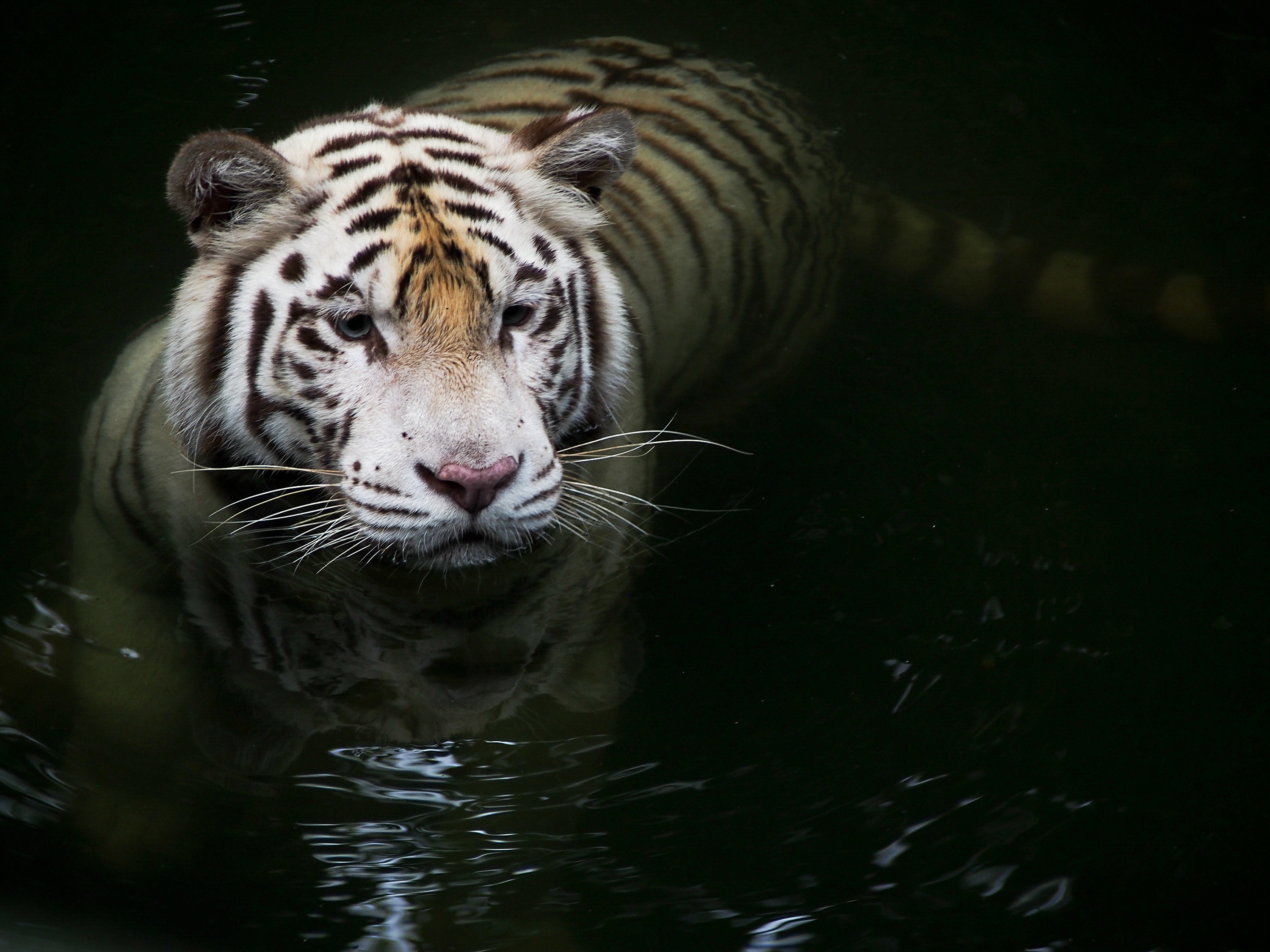 Baixar papel de parede para celular de Animais, Gatos, Tigre Branco gratuito.