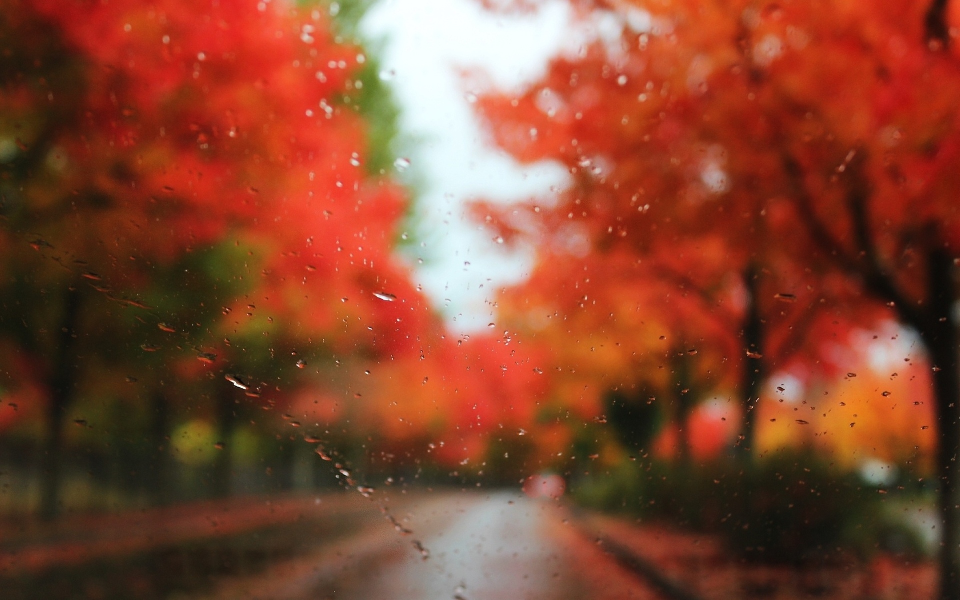PCデスクトップに自然, 秋, 葉, 写真撮影, シーズン, 水滴画像を無料でダウンロード