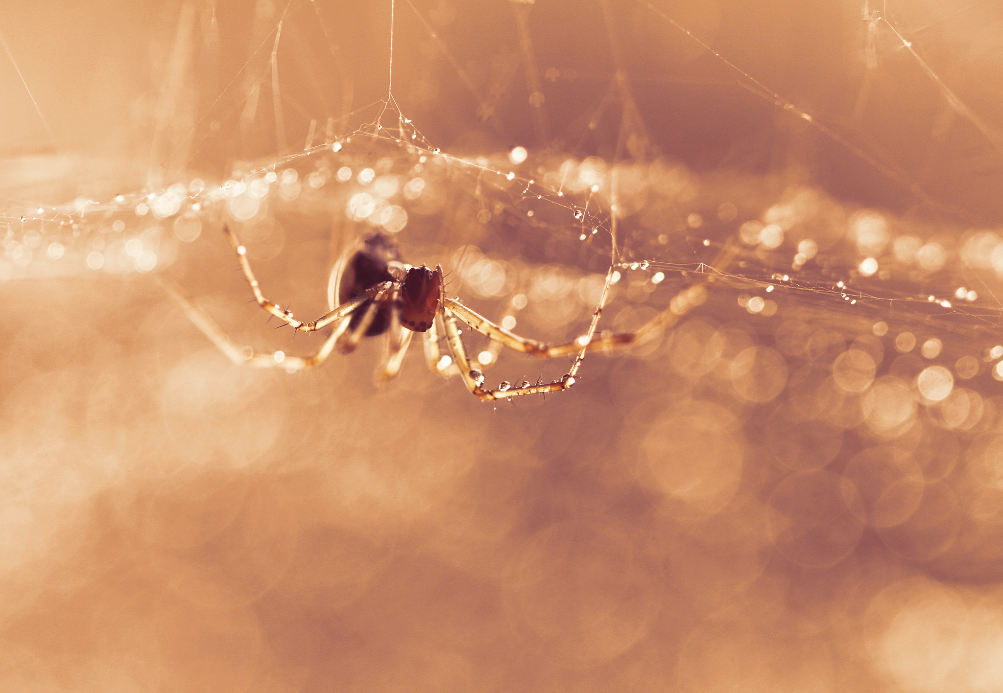 Download mobile wallpaper Spiders, Macro, Animal, Bokeh, Spider, Arachnid, Spider Web for free.