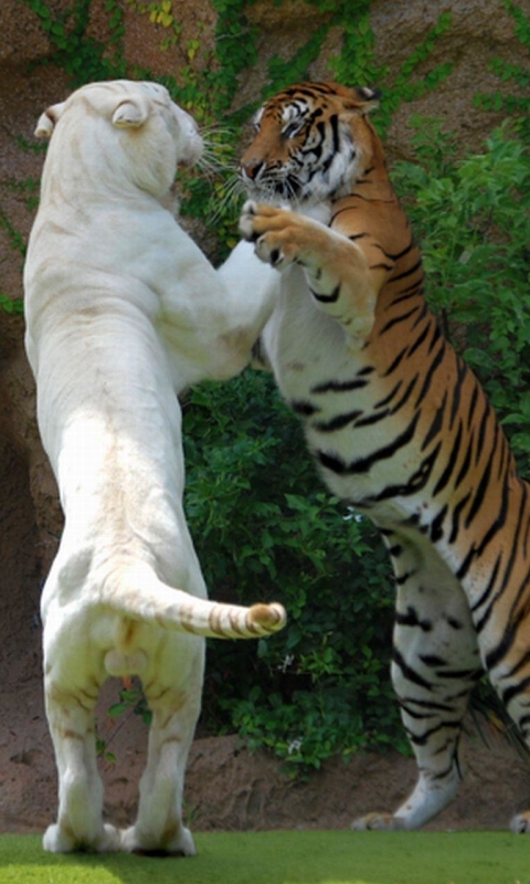 無料モバイル壁紙動物, 猫, 虎, ホワイトタイガーをダウンロードします。