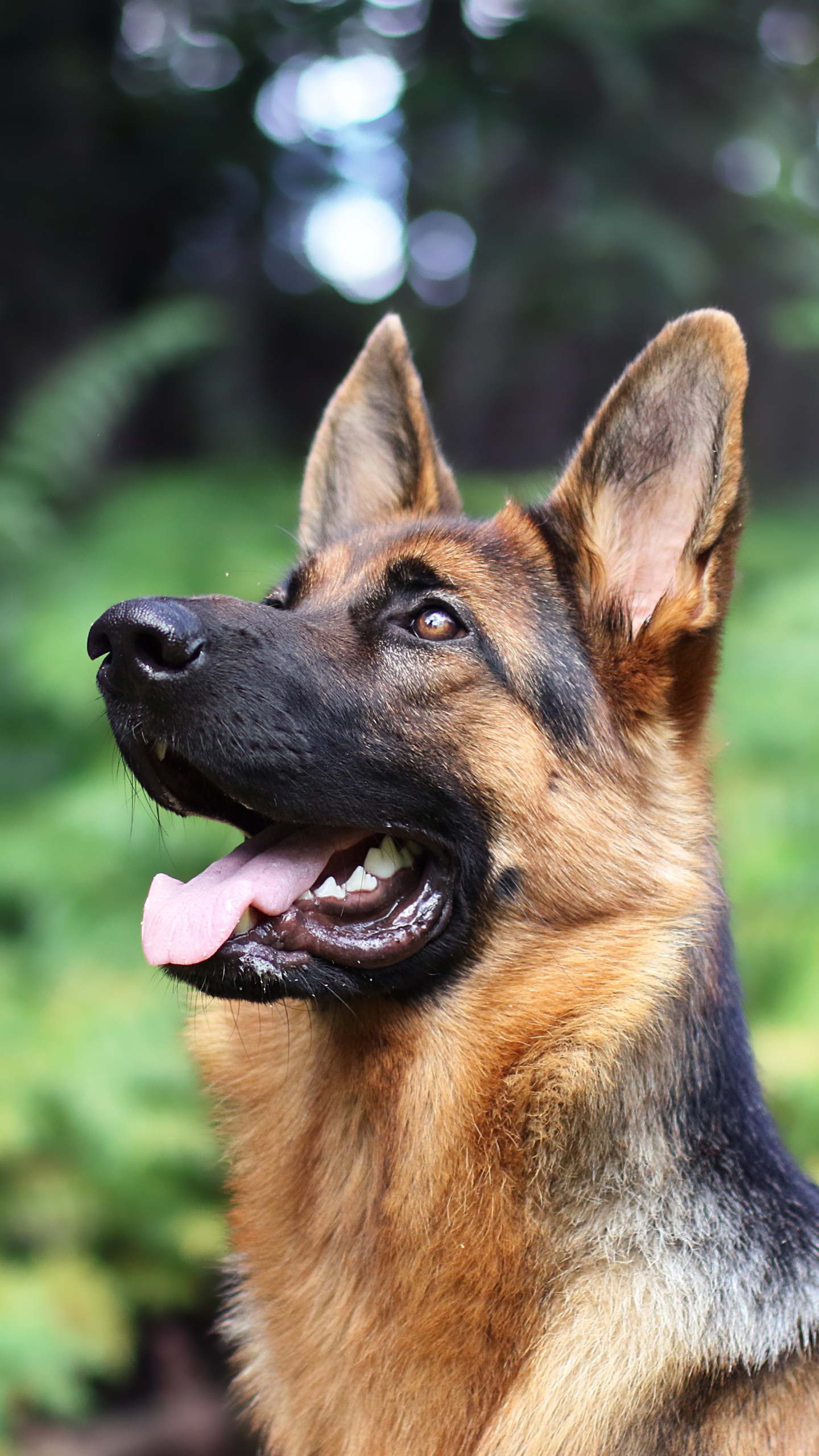 Download mobile wallpaper Dogs, Dog, Blur, Animal, German Shepherd for free.