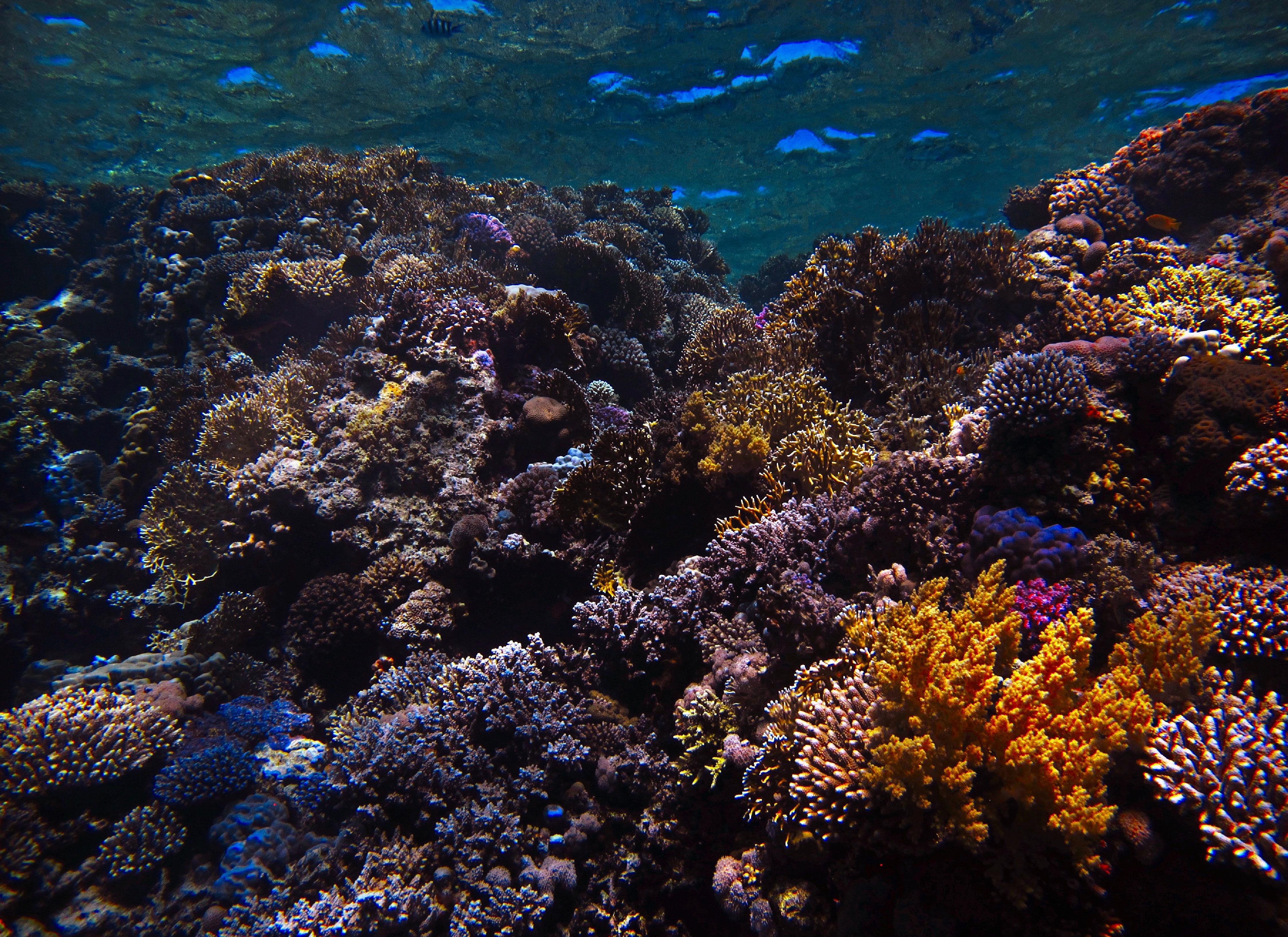 119677 скачать обои подводный мир, кораллы, вода, природа, морской, риф - заставки и картинки бесплатно