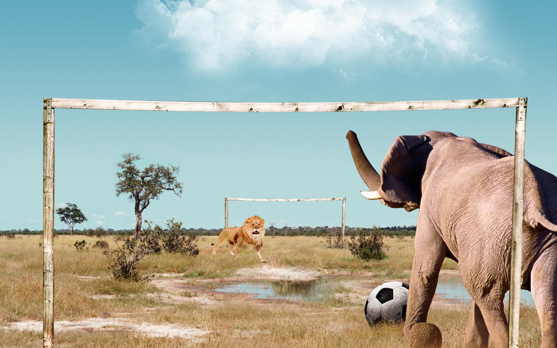 Free download wallpaper Lion, Animal, Elephant, Humor on your PC desktop