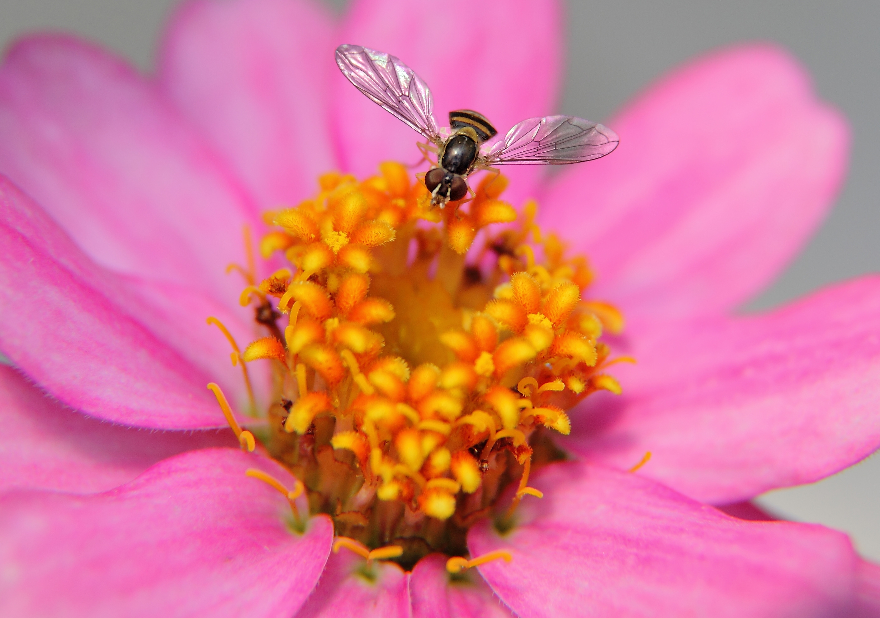 Скачать картинку Пчела, Макро, Лепестки, Цветок в телефон бесплатно.