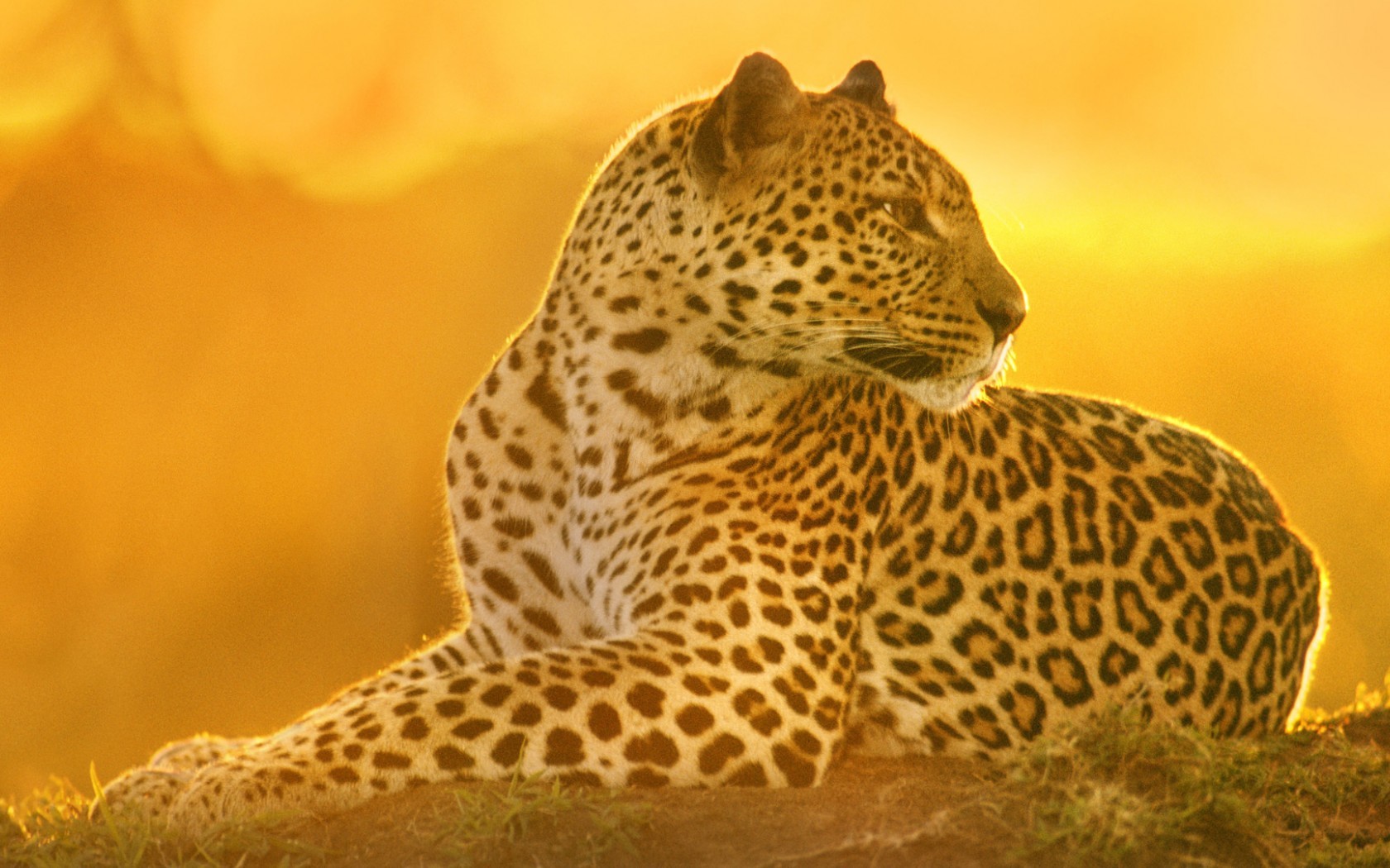Baixe gratuitamente a imagem Animais, Leopardo na área de trabalho do seu PC