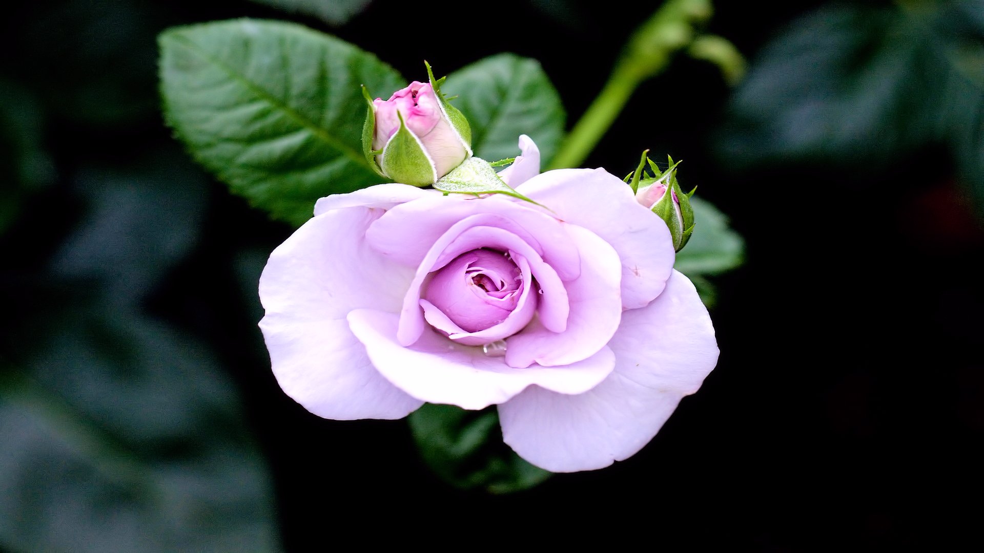 Téléchargez gratuitement l'image Fleurs, Rose, Terre/nature sur le bureau de votre PC