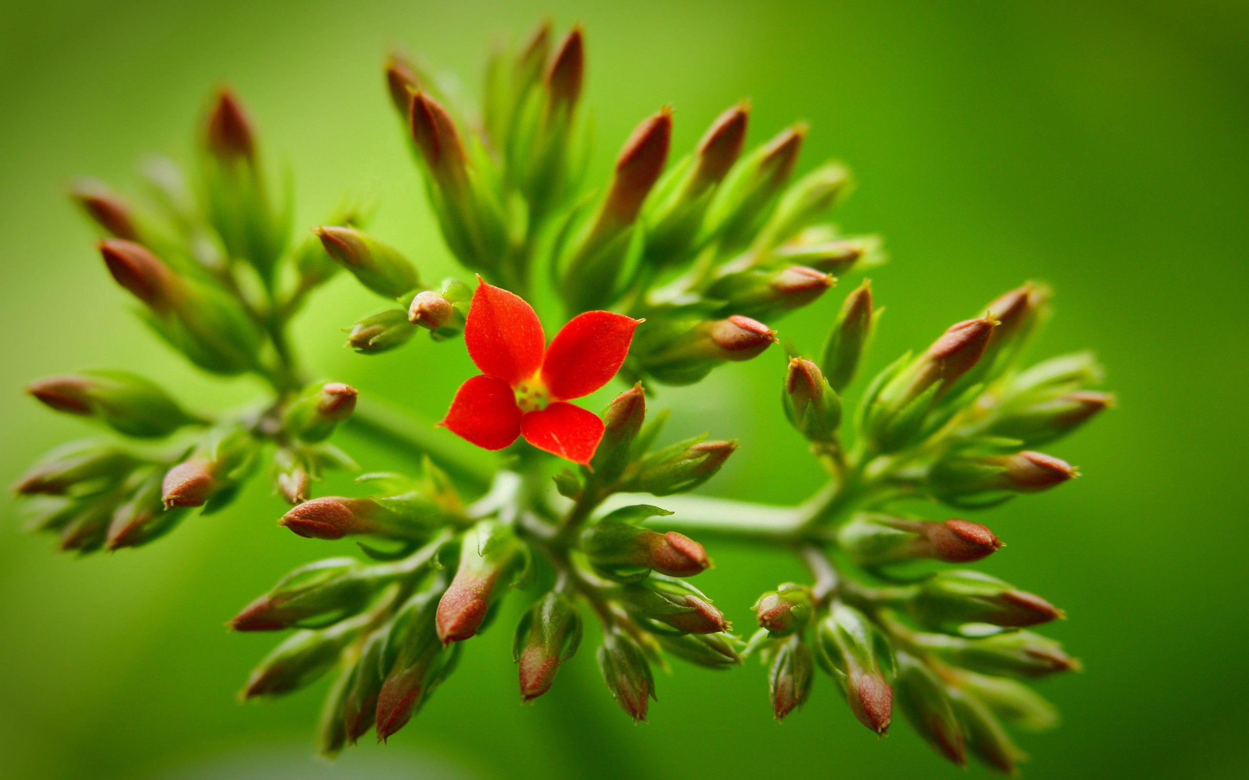 macro, flower, stalk, plant, stem Full HD