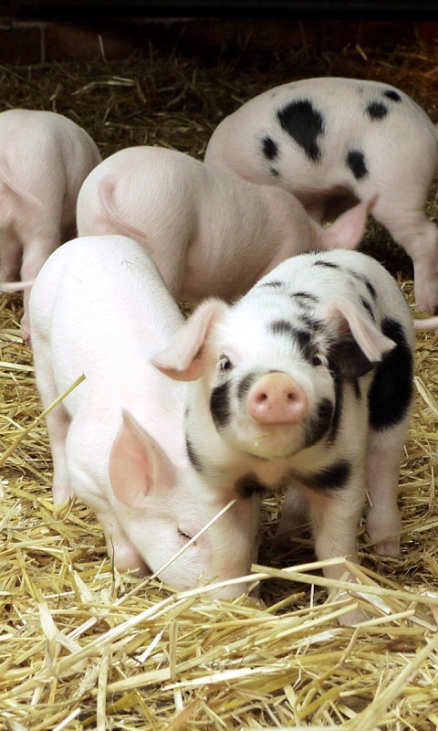 Download mobile wallpaper Animal, Pig, Porkers for free.