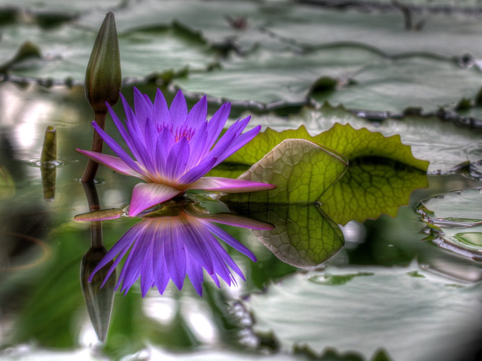 flowers, water, leaves, bud, loose, water lily, dissolved